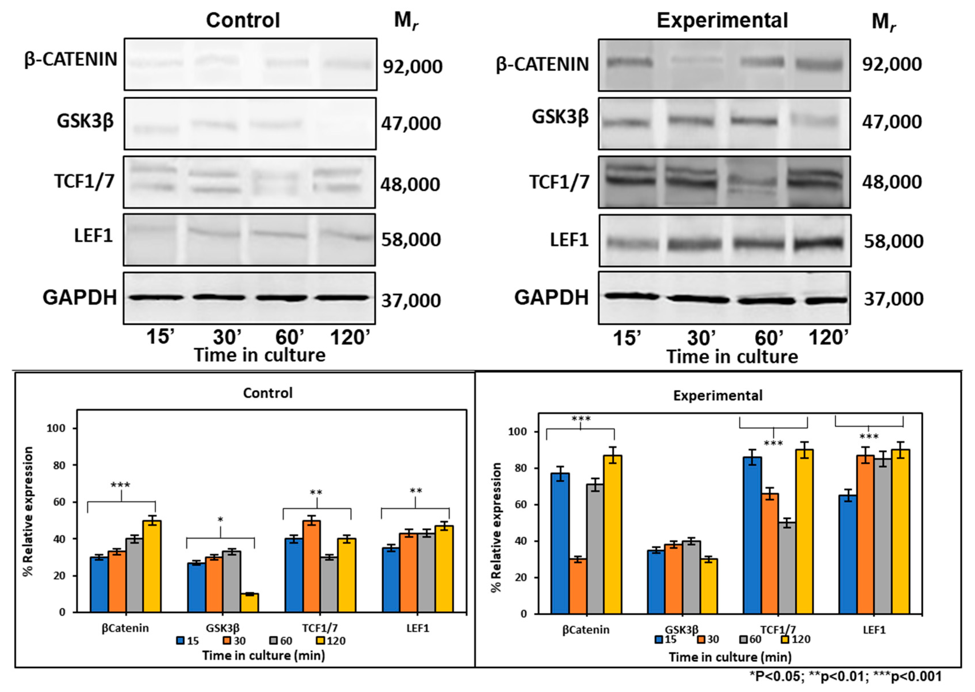 Ijms 21 01307 g005 Ijms 21 01307 g005