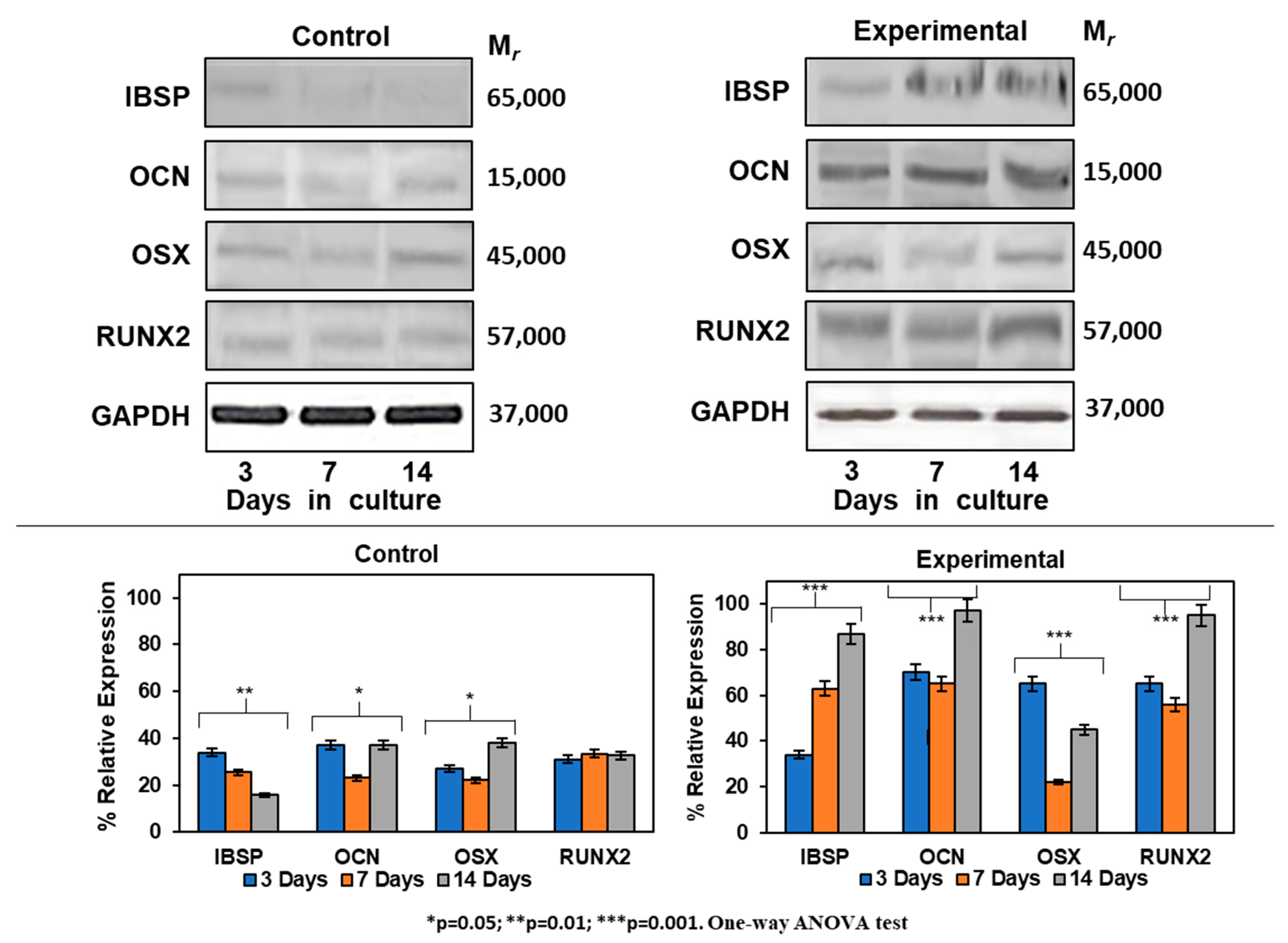Ijms 21 01307 g007 Ijms 21 01307 g007