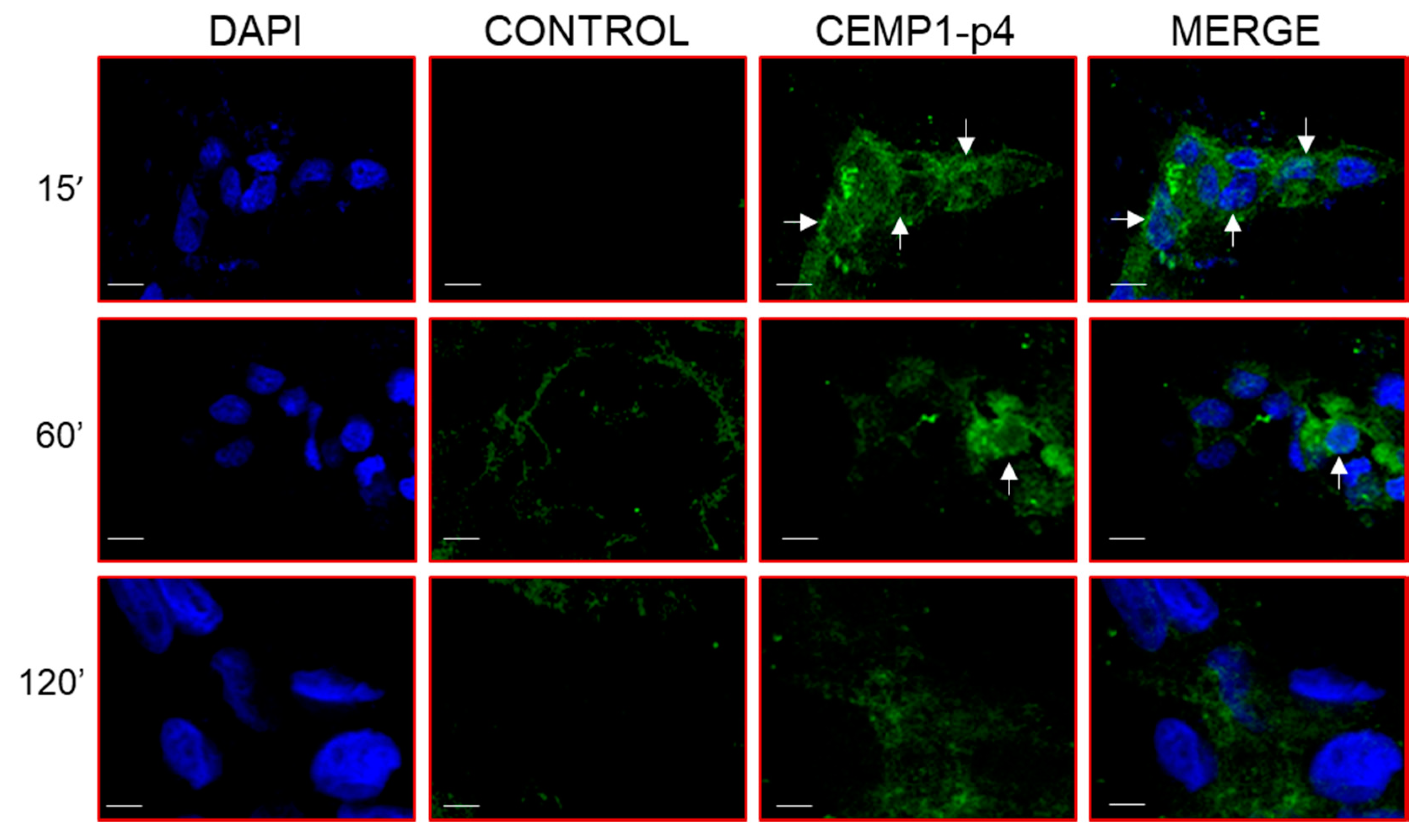 Ijms 21 01307 g009 Ijms 21 01307 g009