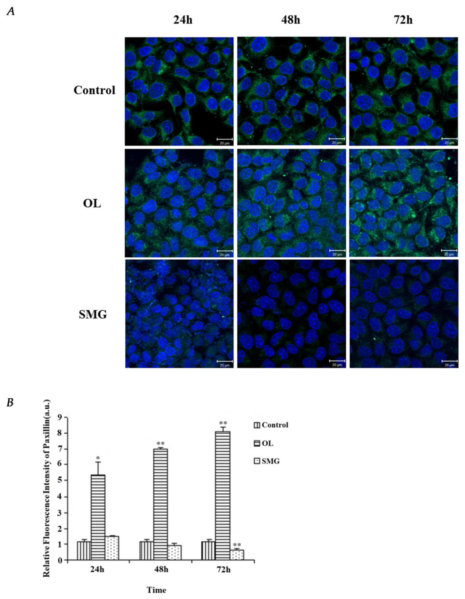 Ijms 21 01349 g005 Ijms 21 01349 g005