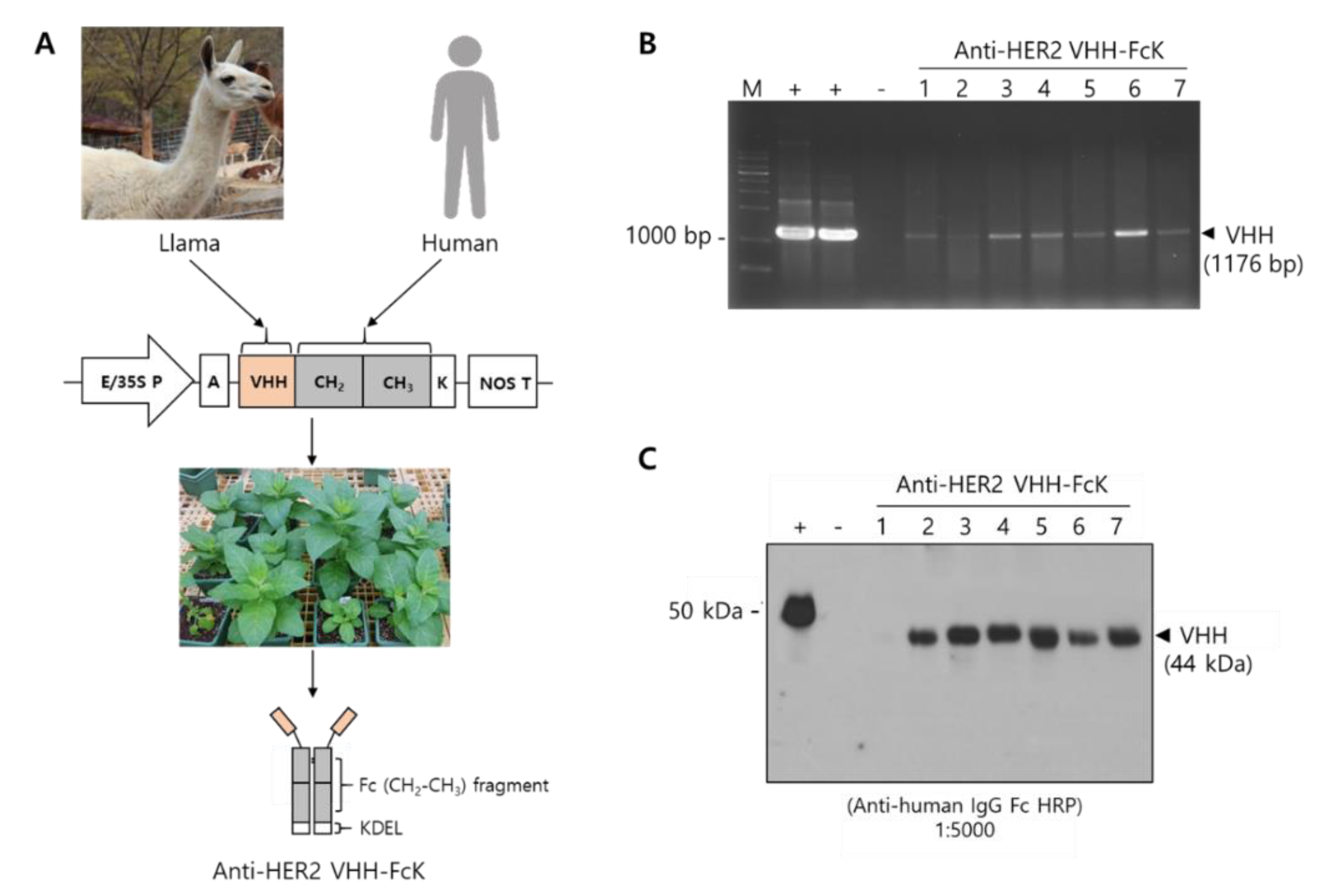 Ijms 21 01354 g001 Ijms 21 01354 g001