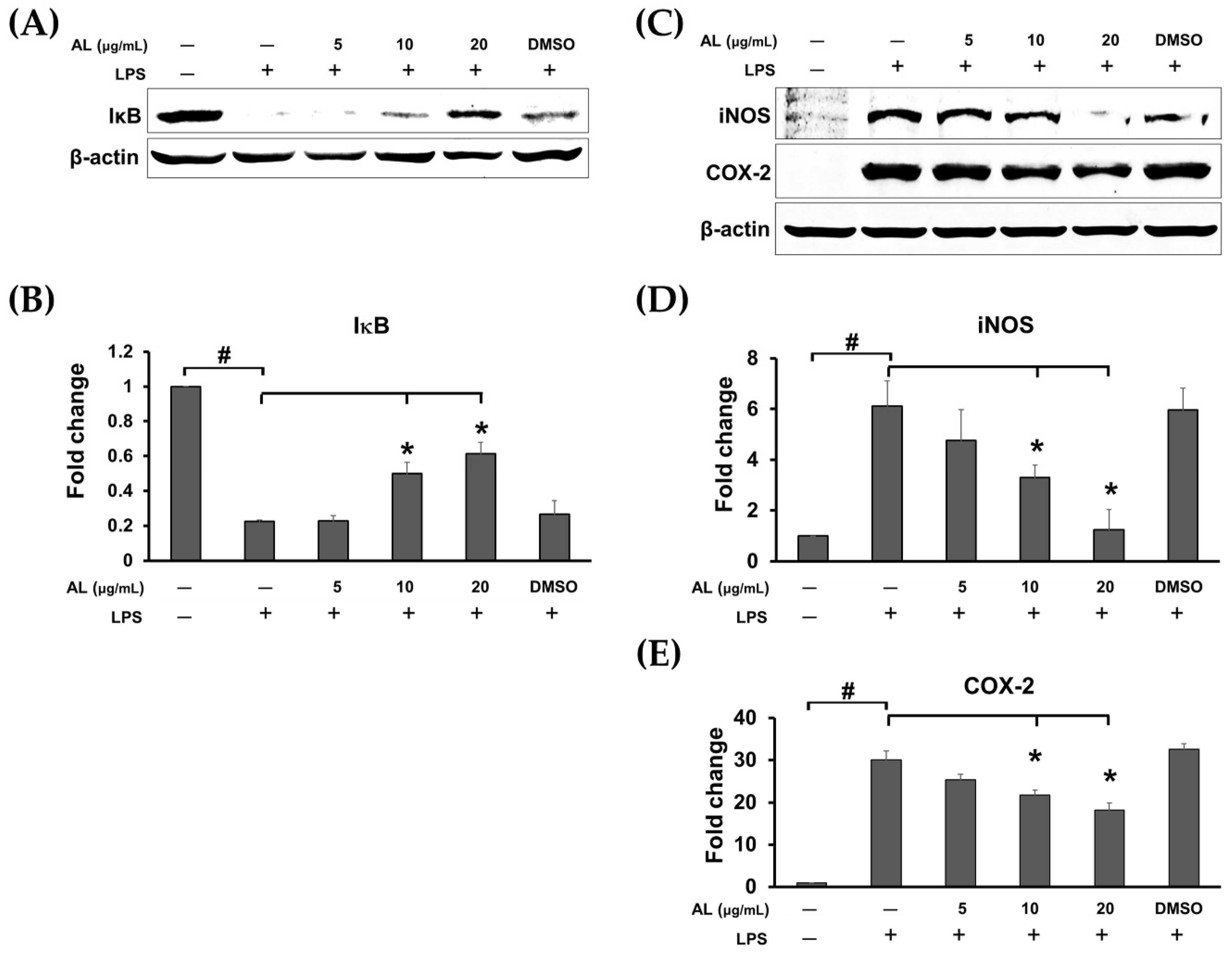 Ijms 21 01355 g005 Ijms 21 01355 g005