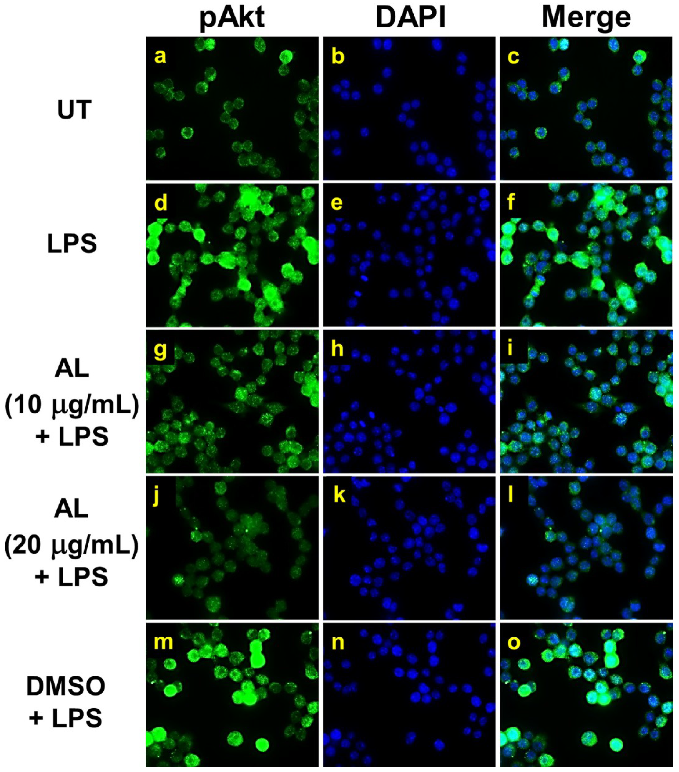 Ijms 21 01355 g008 Ijms 21 01355 g008