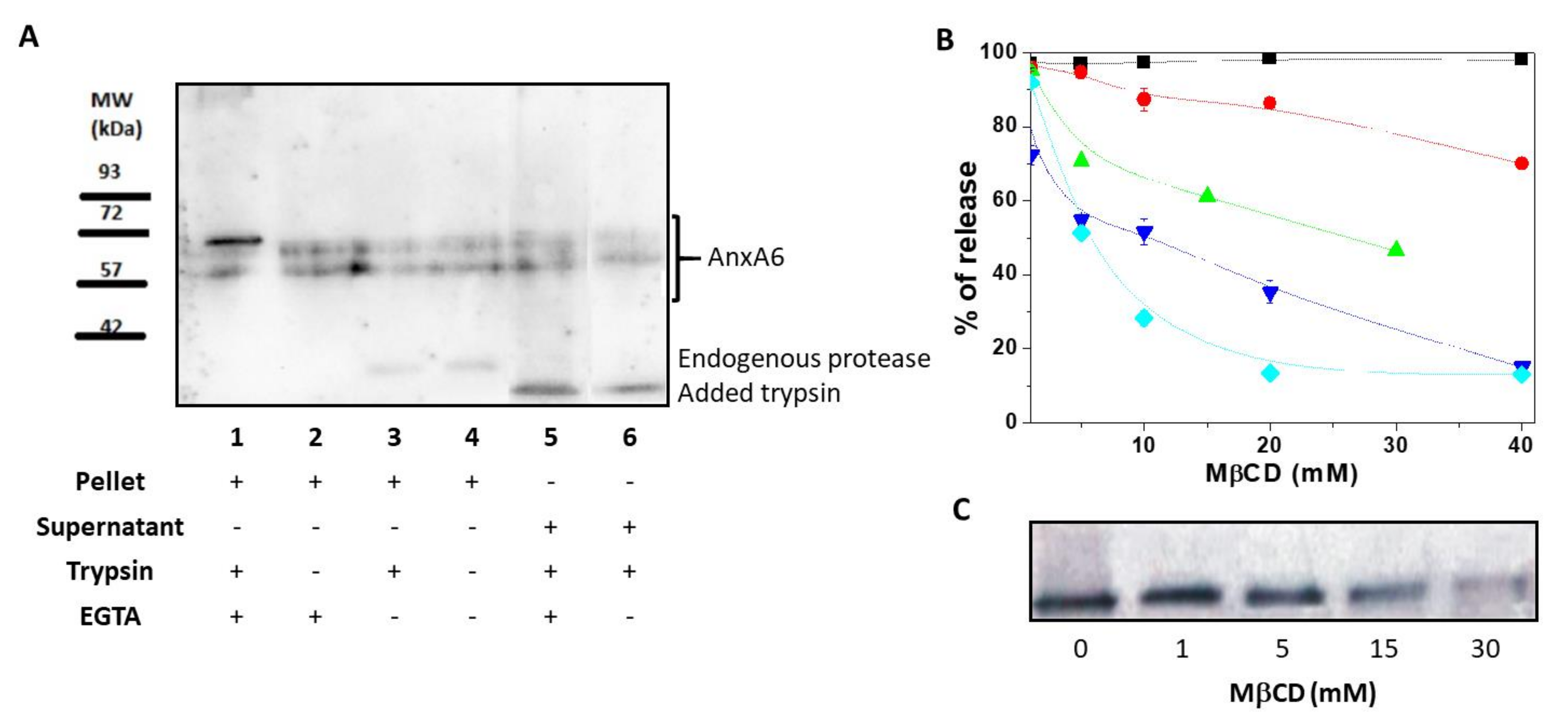 Ijms 21 01367 g001 Ijms 21 01367 g001