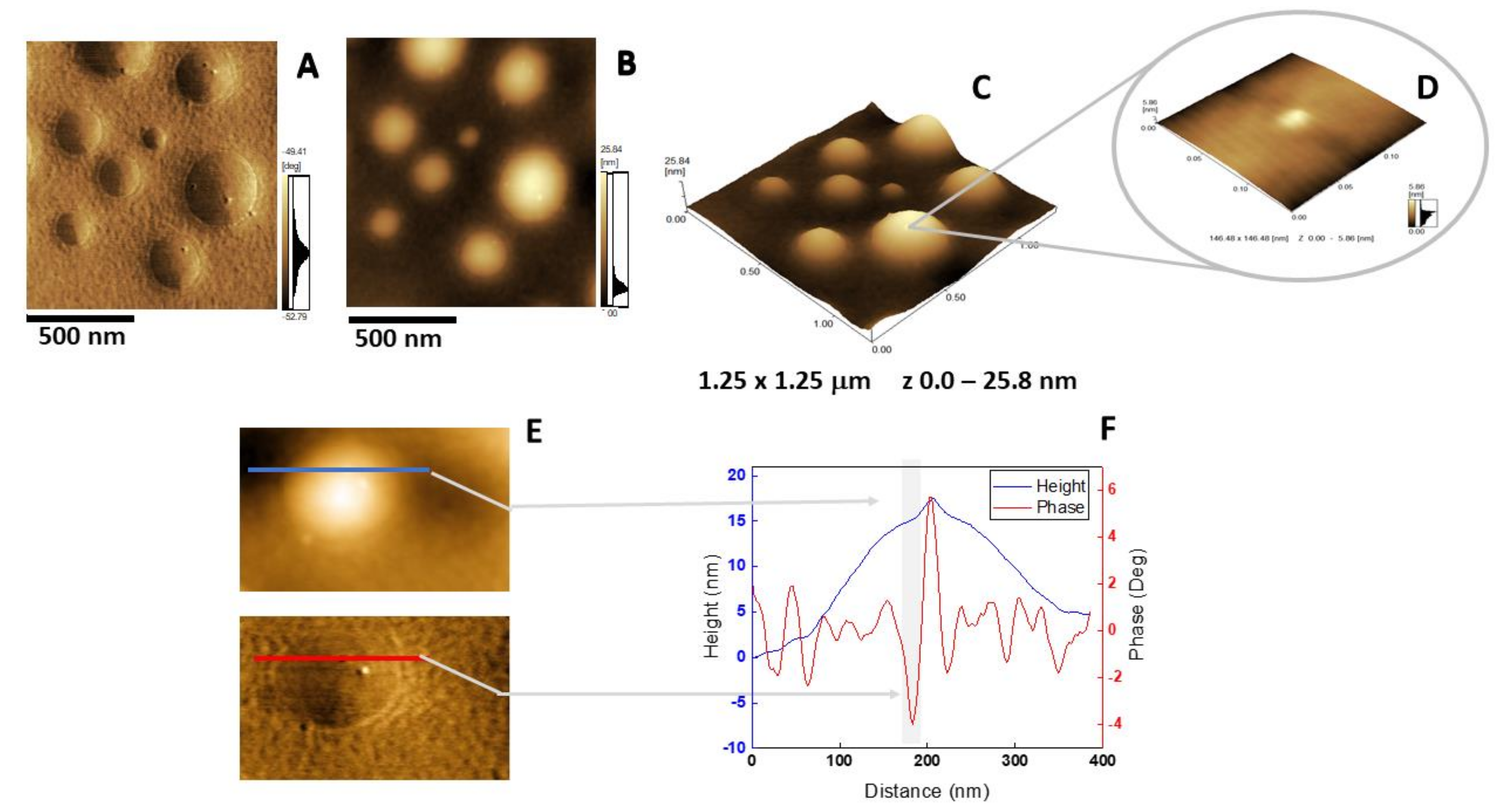 Ijms 21 01367 g006 Ijms 21 01367 g006