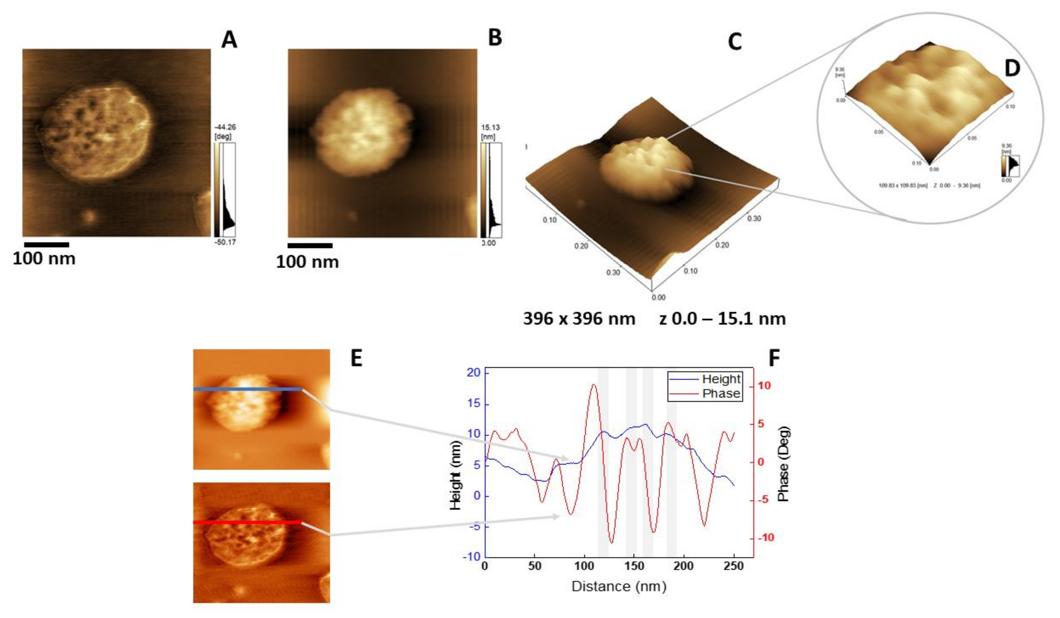 Ijms 21 01367 g007 Ijms 21 01367 g007