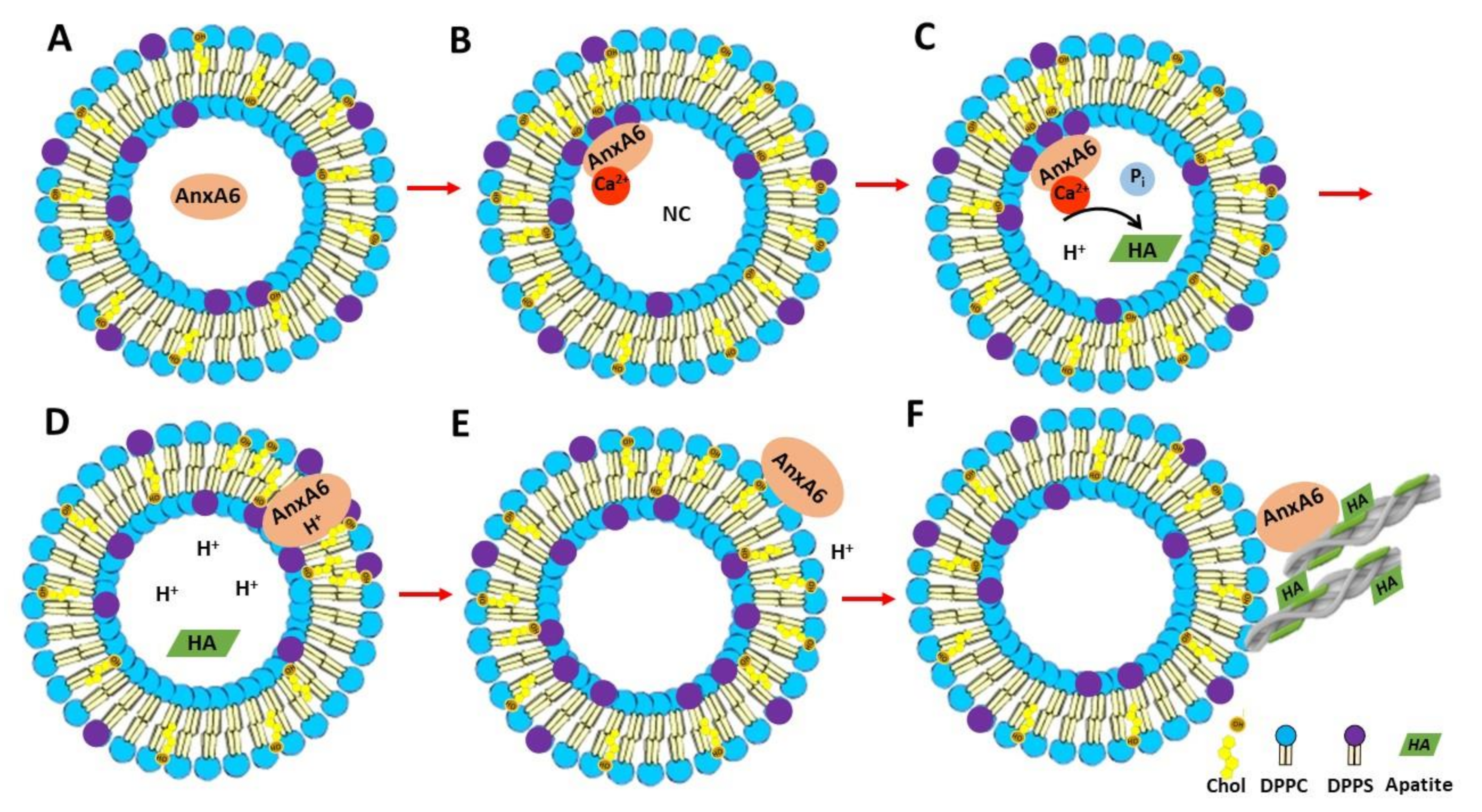 Ijms 21 01367 g008 Ijms 21 01367 g008