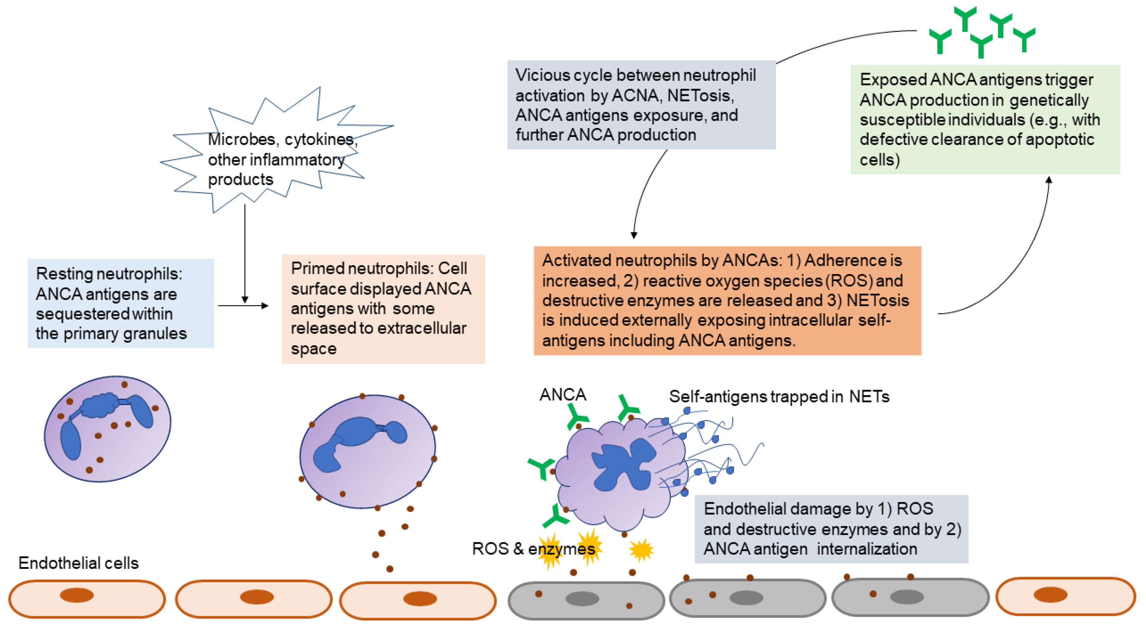 Ijms 21 01382 g001 Ijms 21 01382 g001