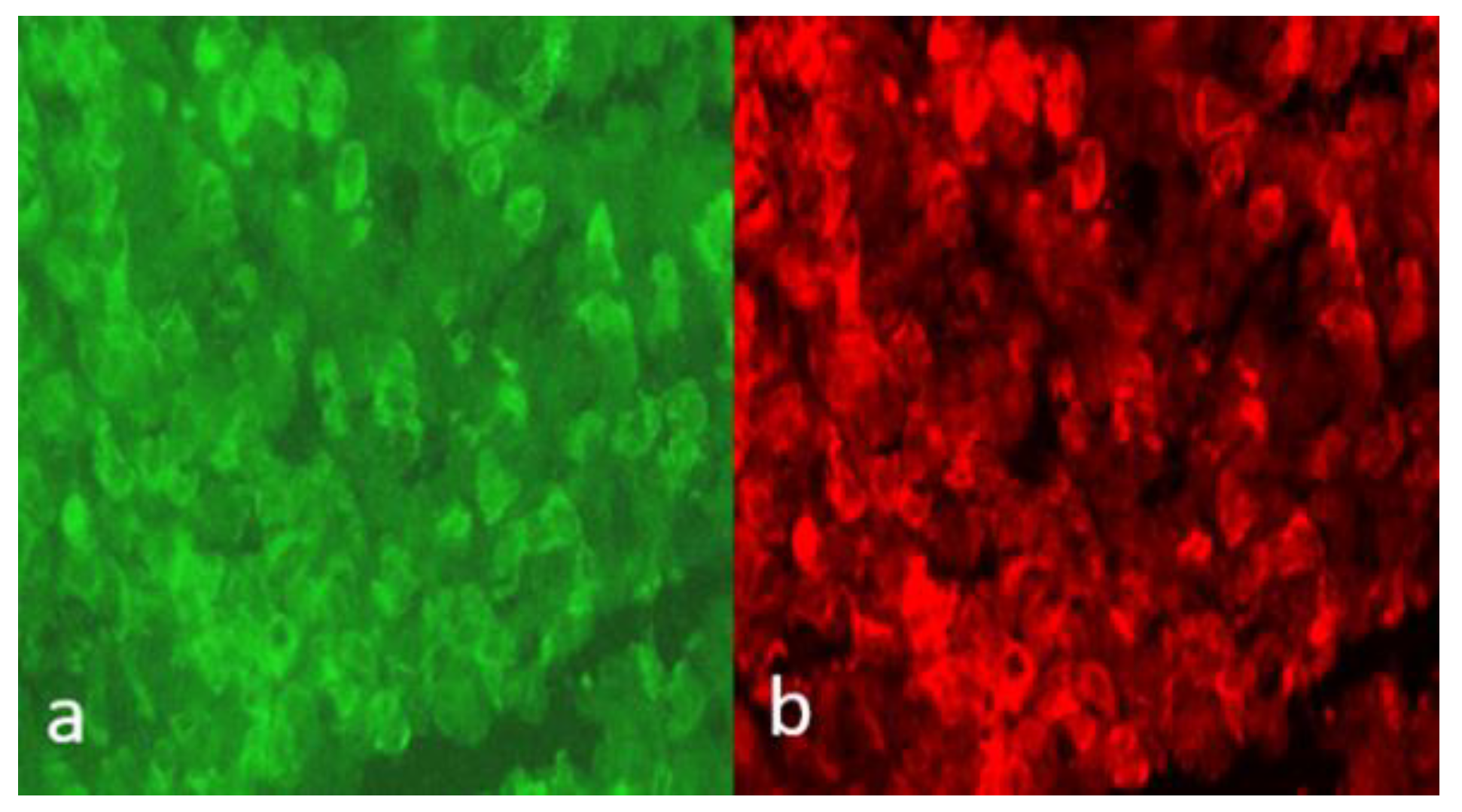 Ijms 21 01392 g001 Ijms 21 01392 g001