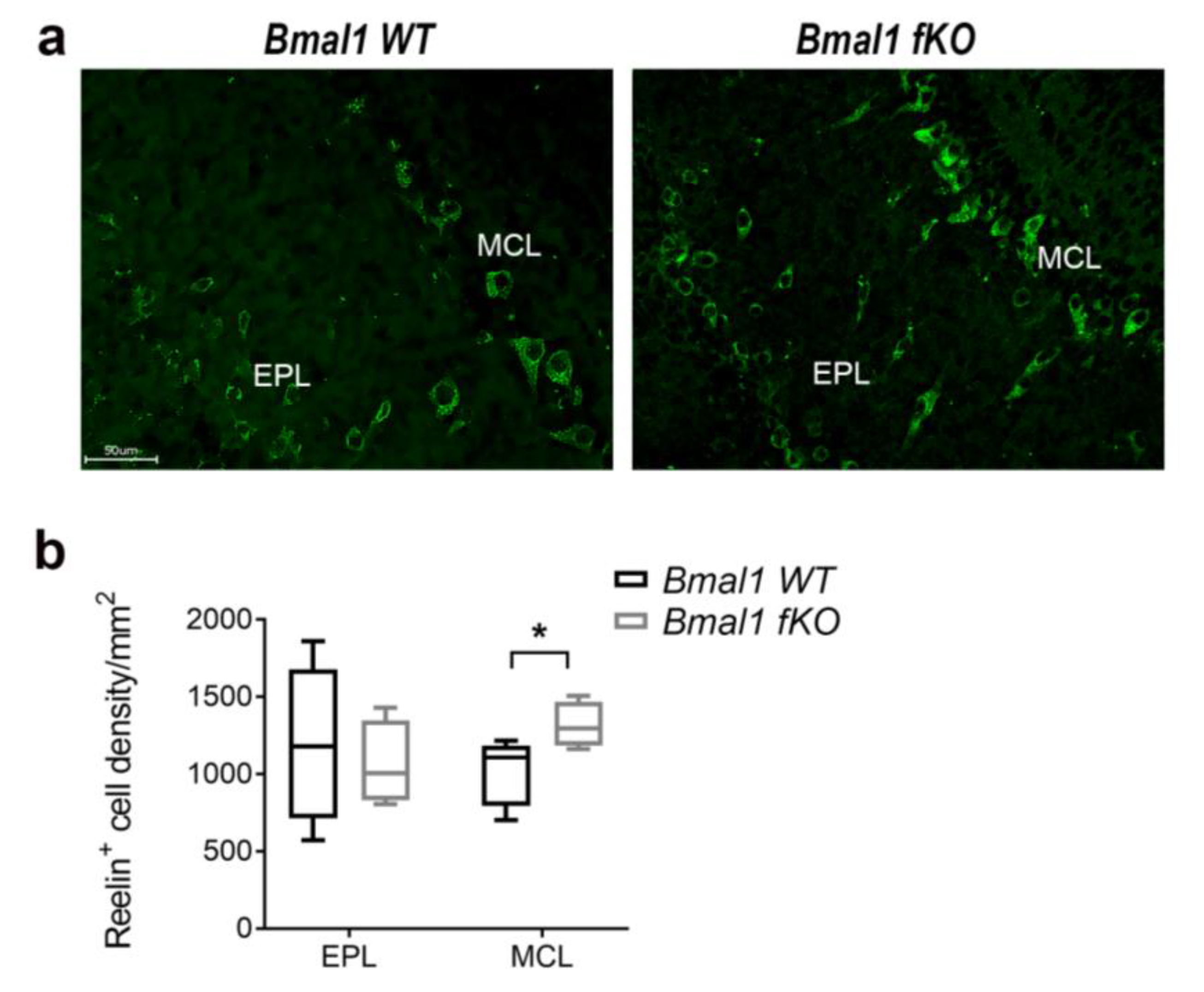 Ijms 21 01394 g008 Ijms 21 01394 g008