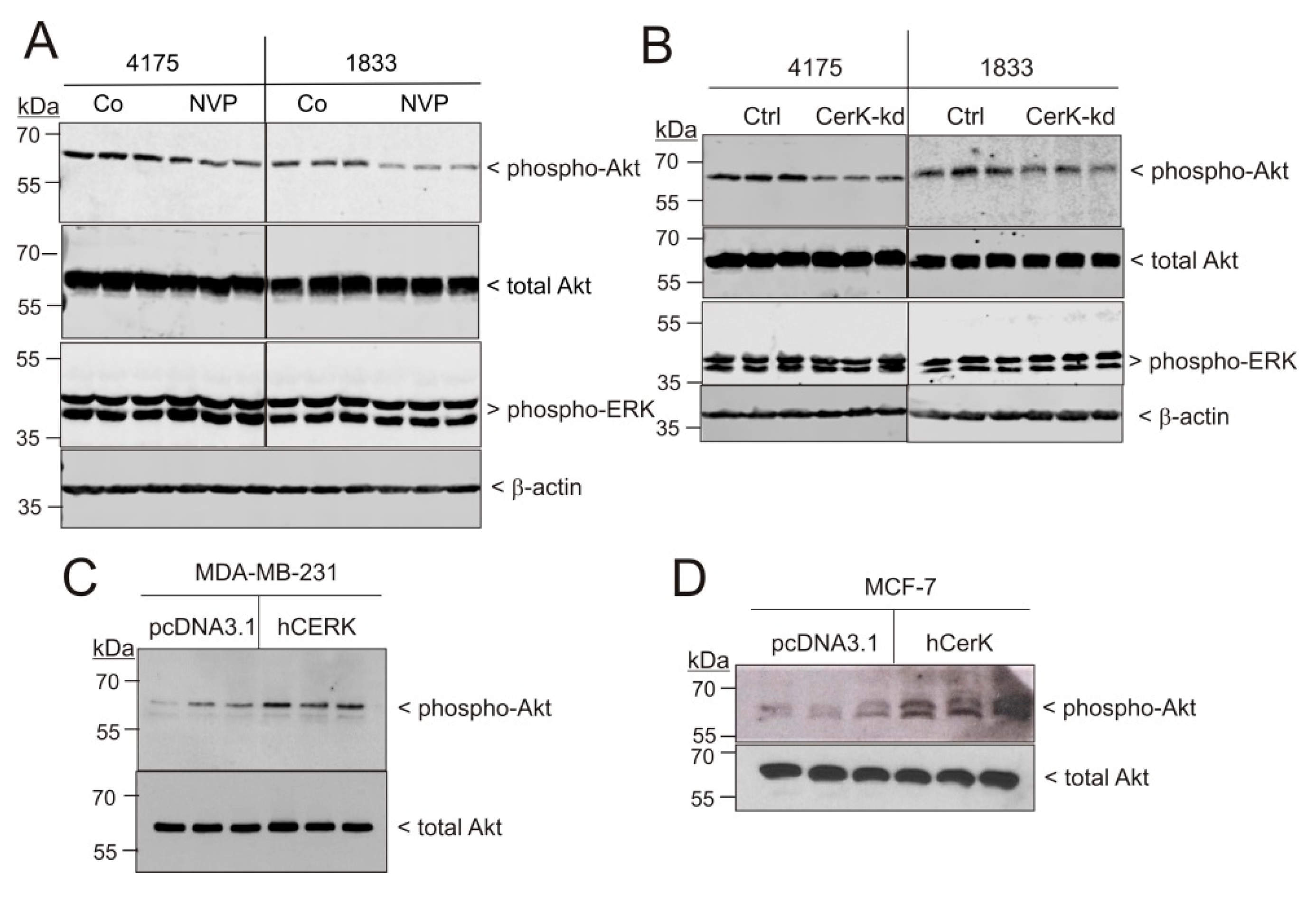 Ijms 21 01396 g007 Ijms 21 01396 g007
