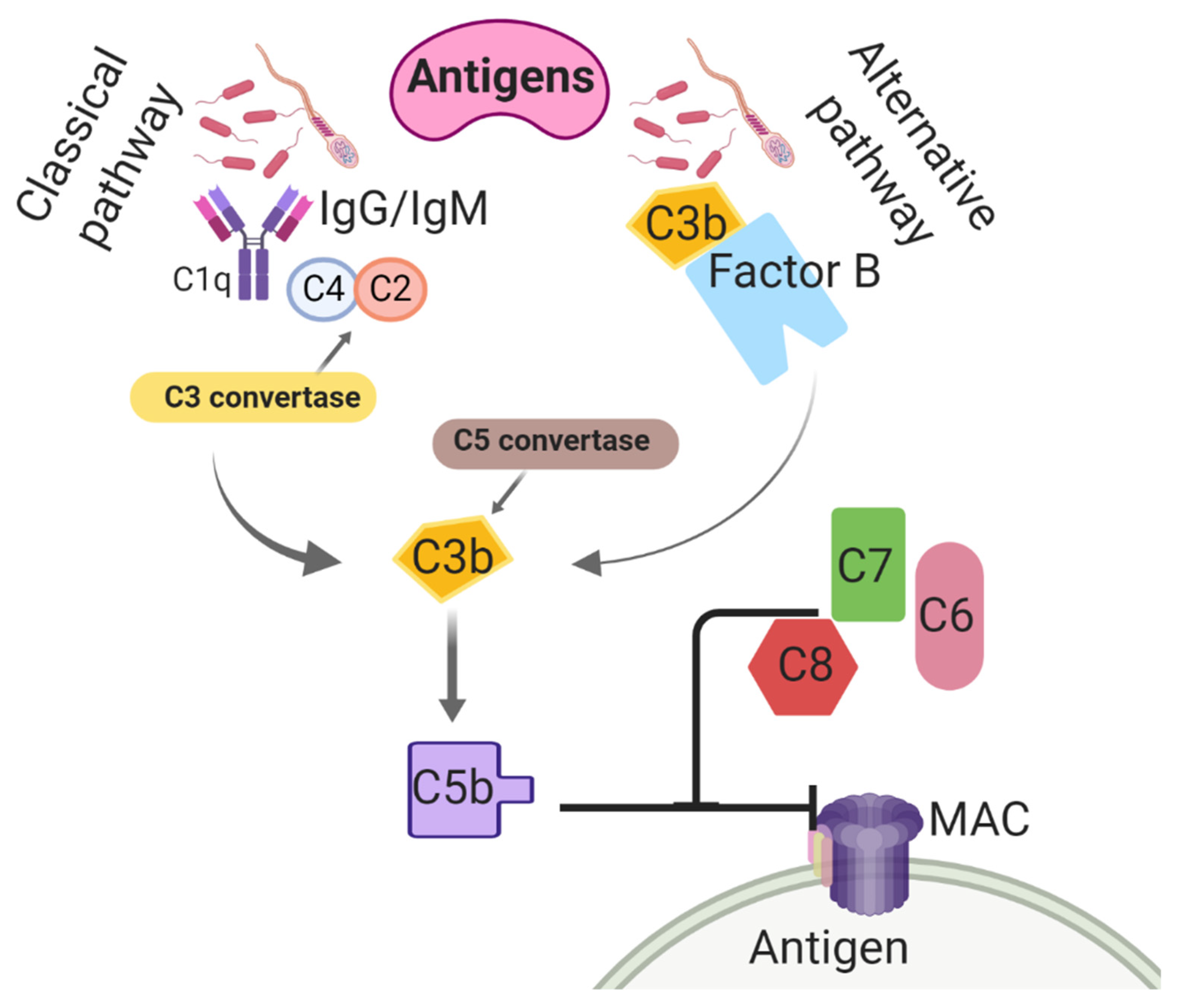 Ijms 21 01432 g001 Ijms 21 01432 g001