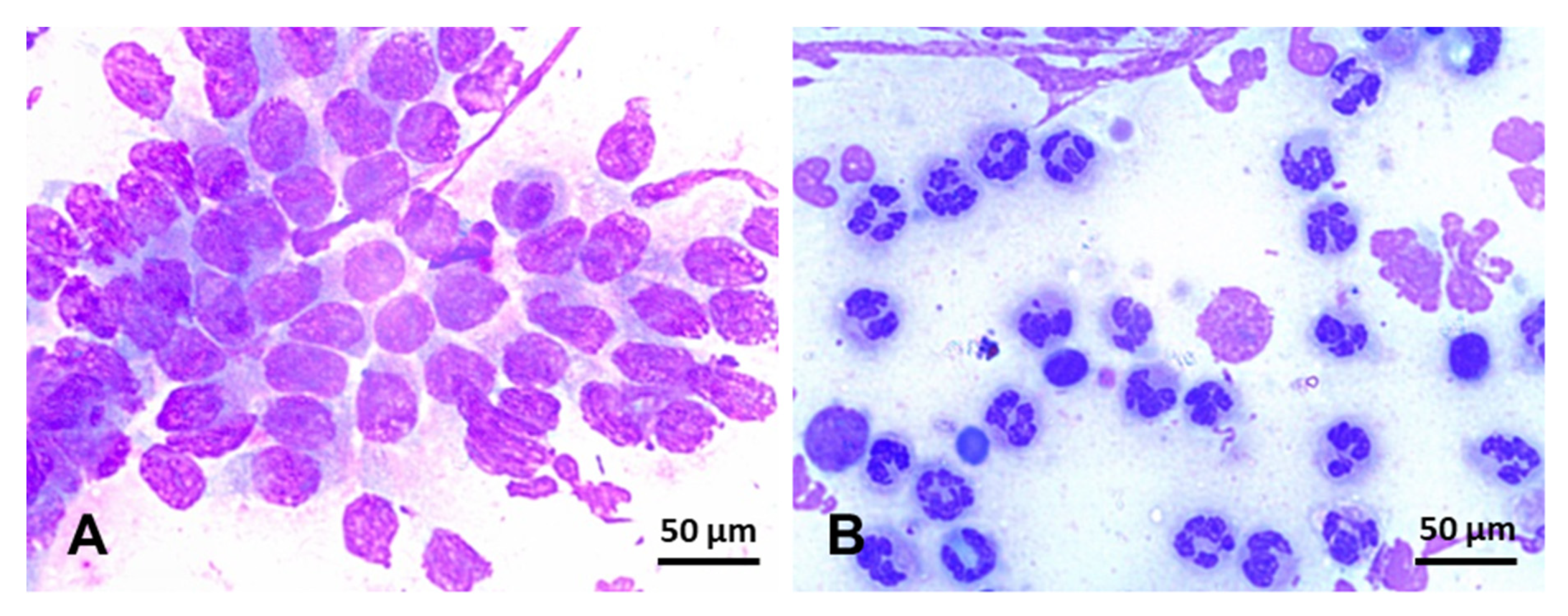 Ijms 21 01432 g005 Ijms 21 01432 g005