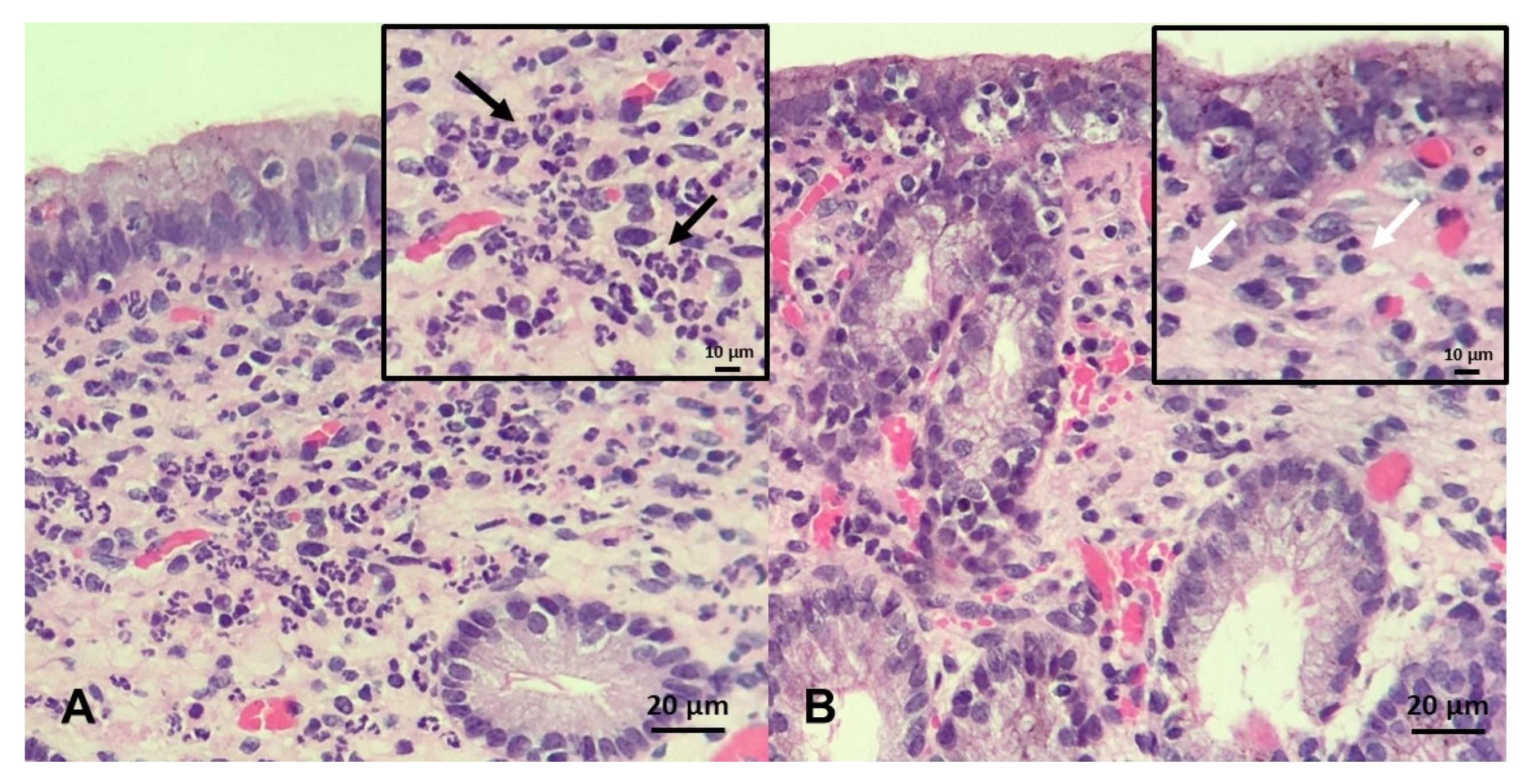 Ijms 21 01432 g006 Ijms 21 01432 g006