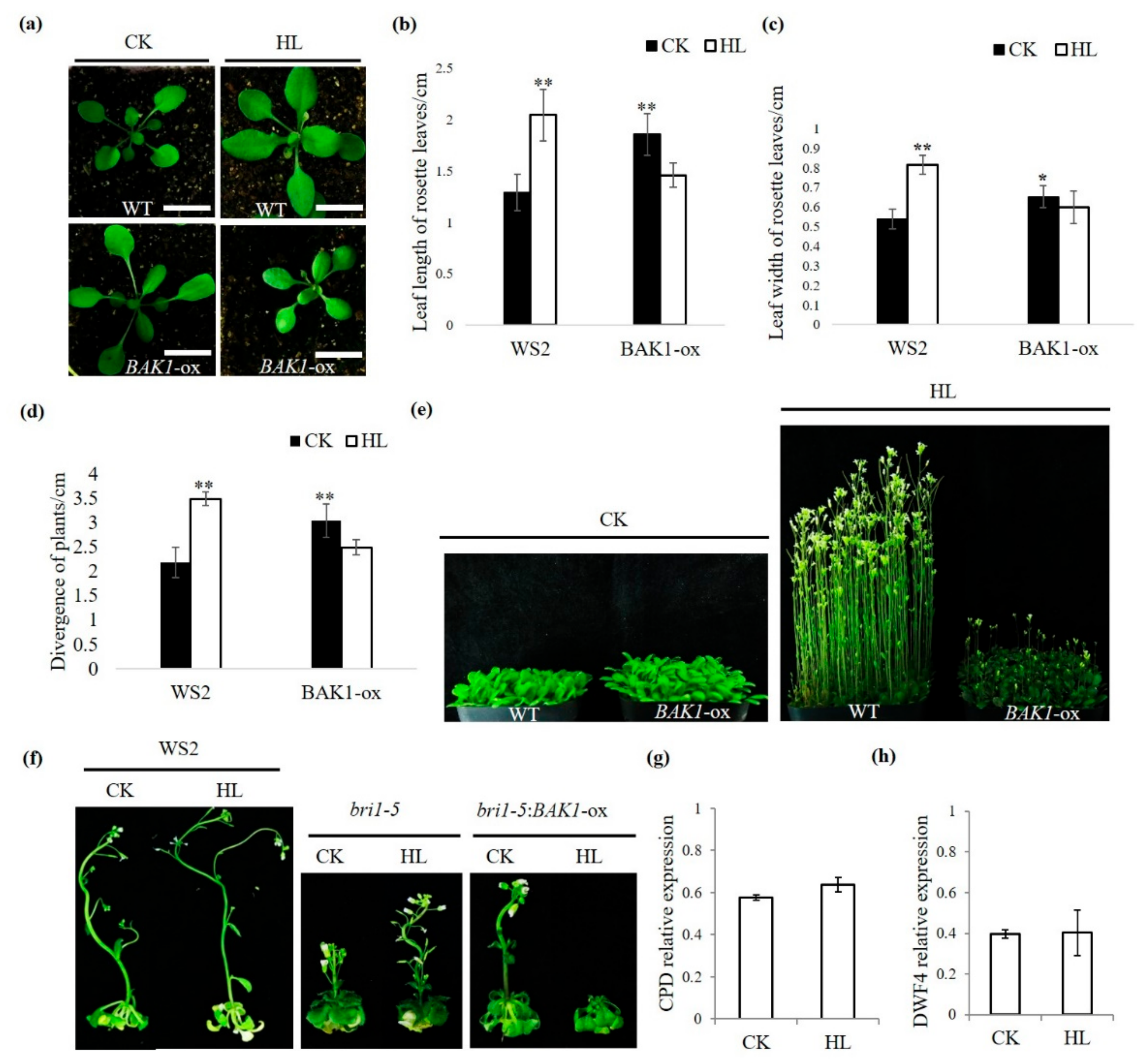 Ijms 21 01437 g001 Ijms 21 01437 g001