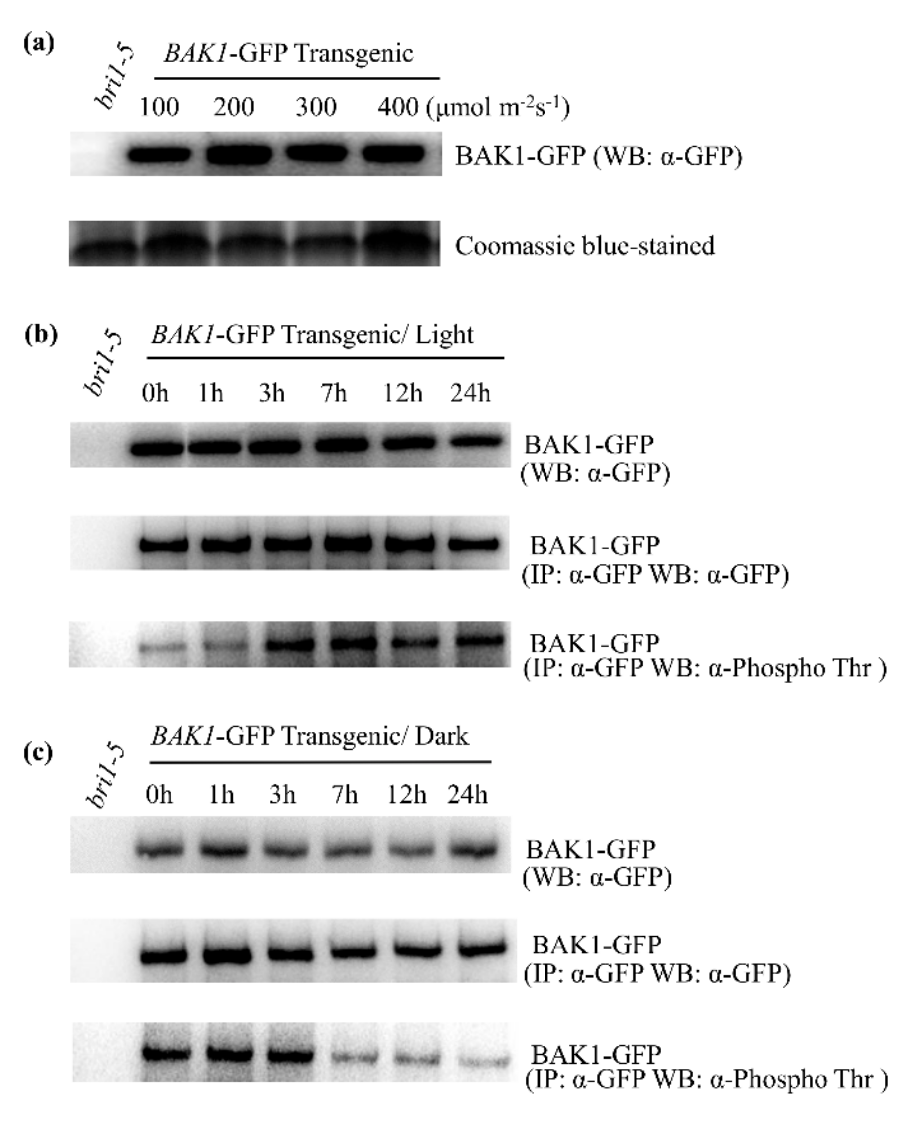 Ijms 21 01437 g002 Ijms 21 01437 g002