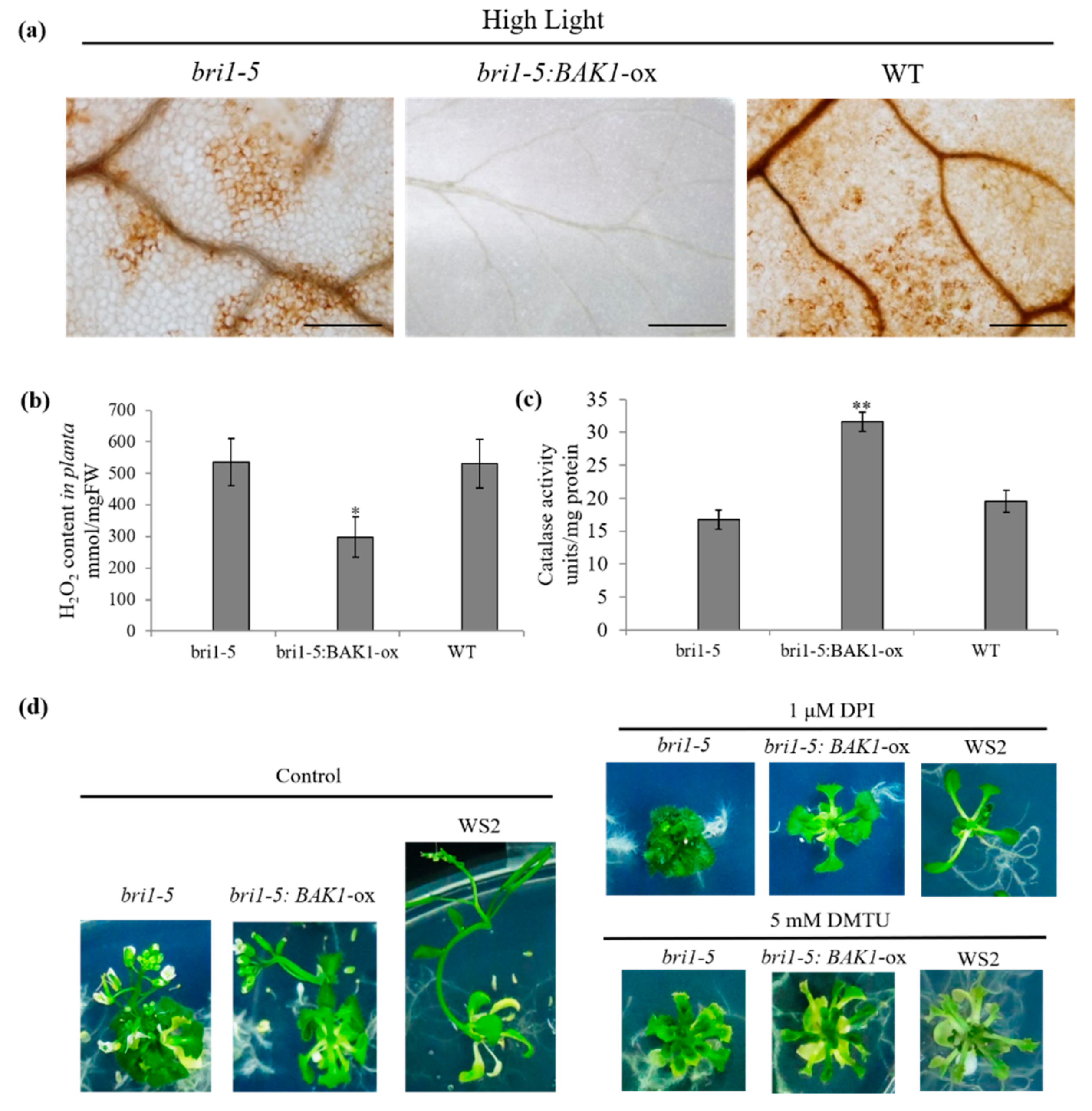 Ijms 21 01437 g003 Ijms 21 01437 g003