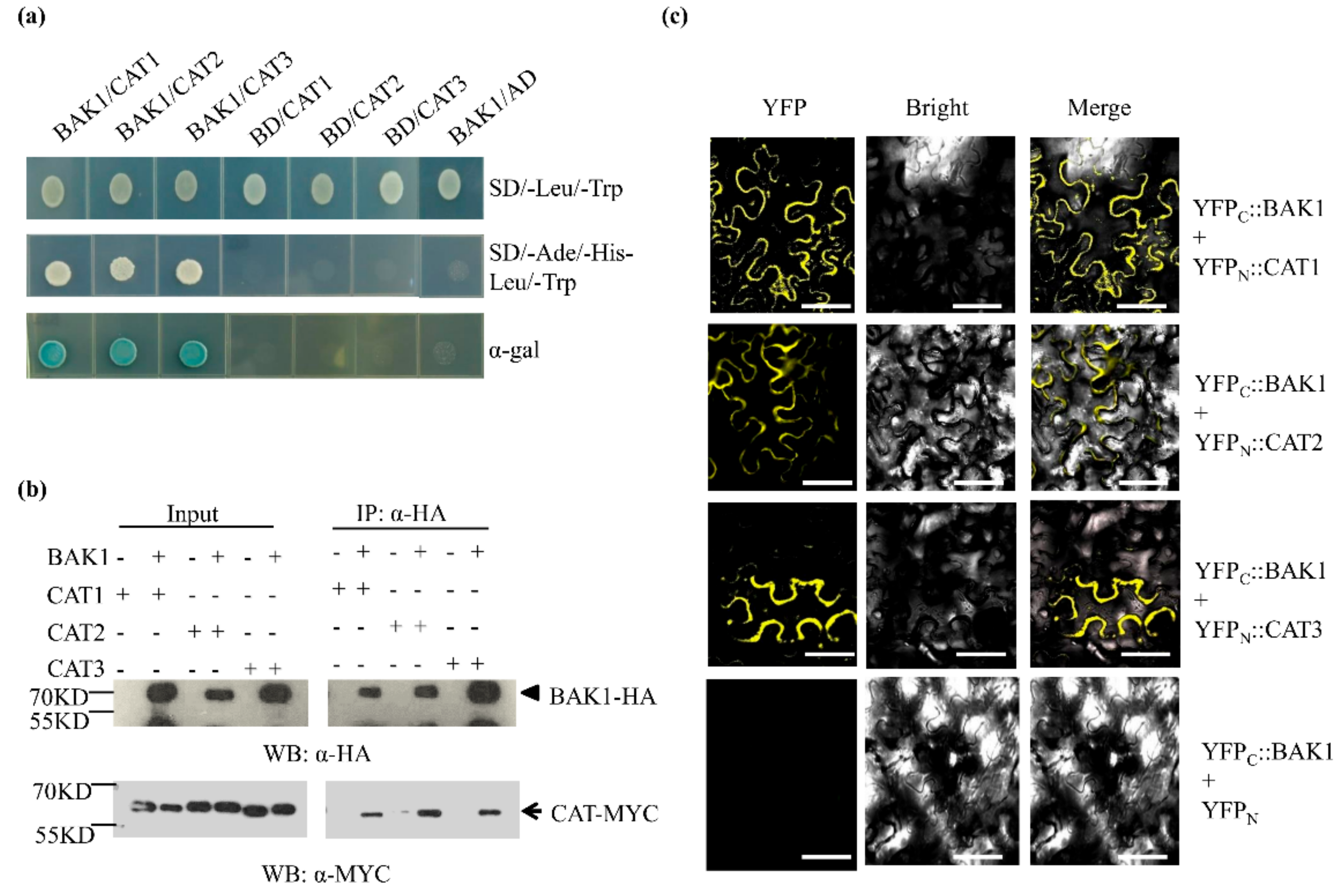 Ijms 21 01437 g004 Ijms 21 01437 g004