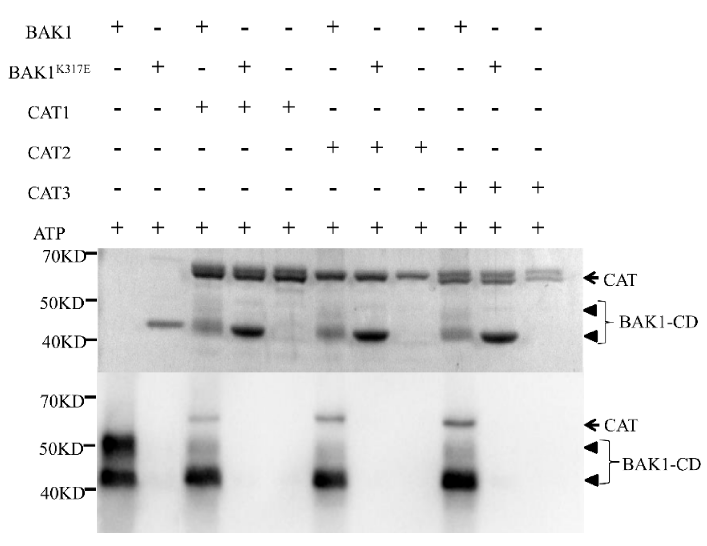 Ijms 21 01437 g005 Ijms 21 01437 g005