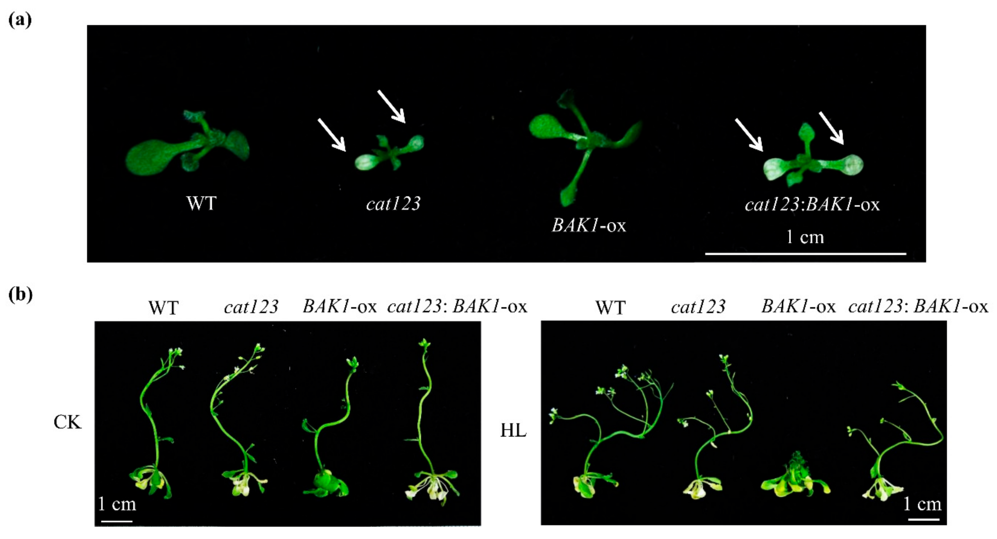 Ijms 21 01437 g006 Ijms 21 01437 g006