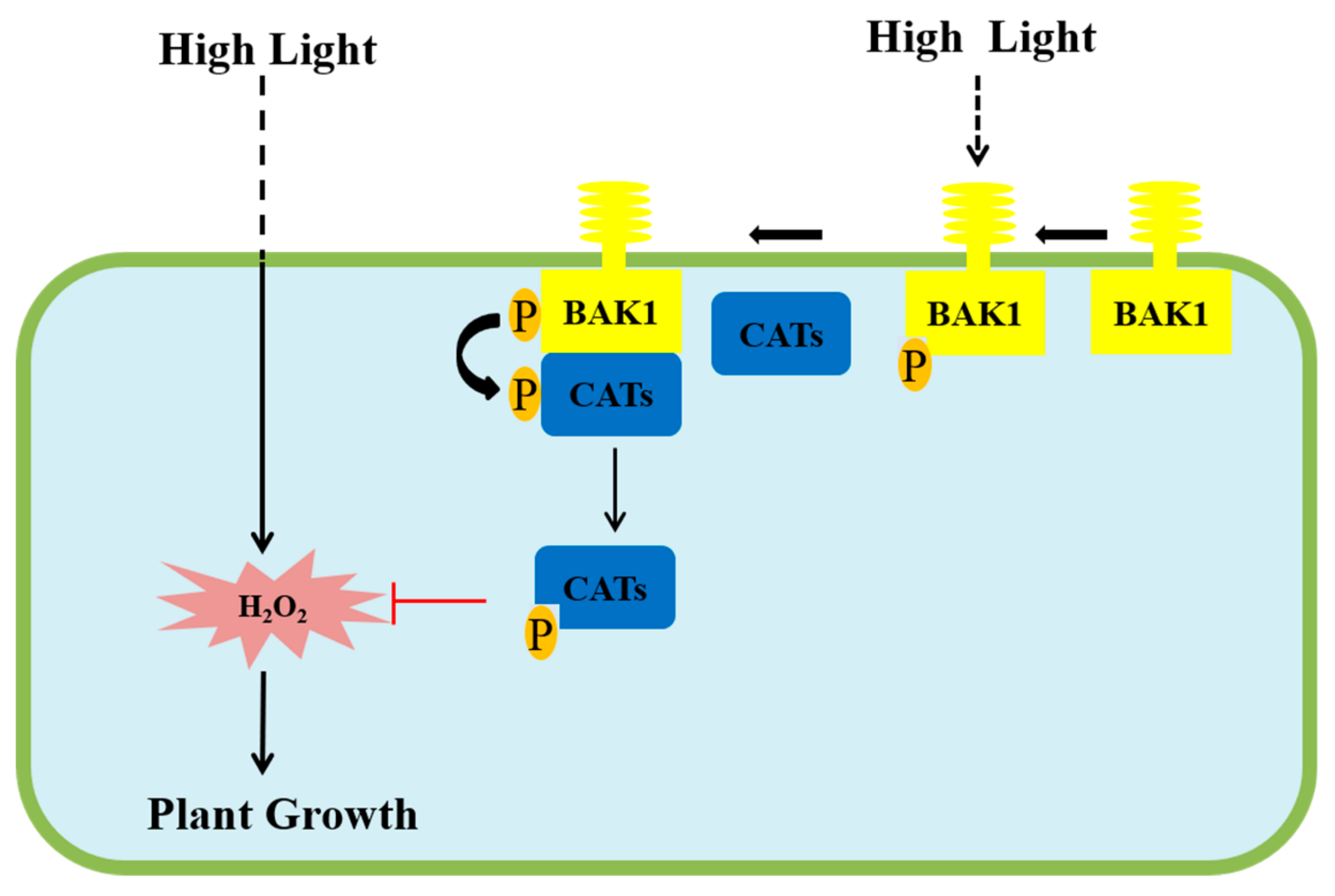 Ijms 21 01437 g007 Ijms 21 01437 g007