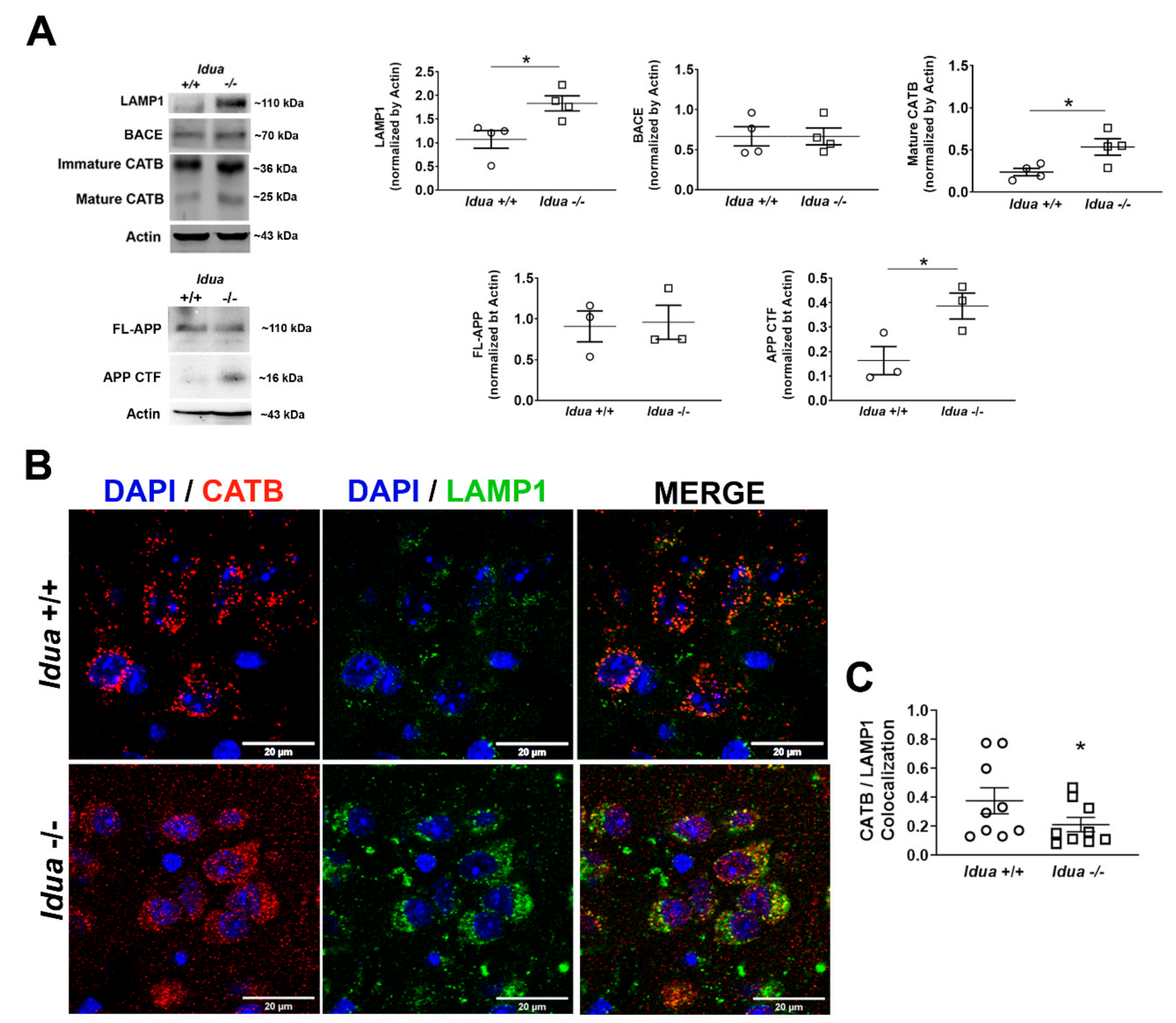 Ijms 21 01459 g001 Ijms 21 01459 g001