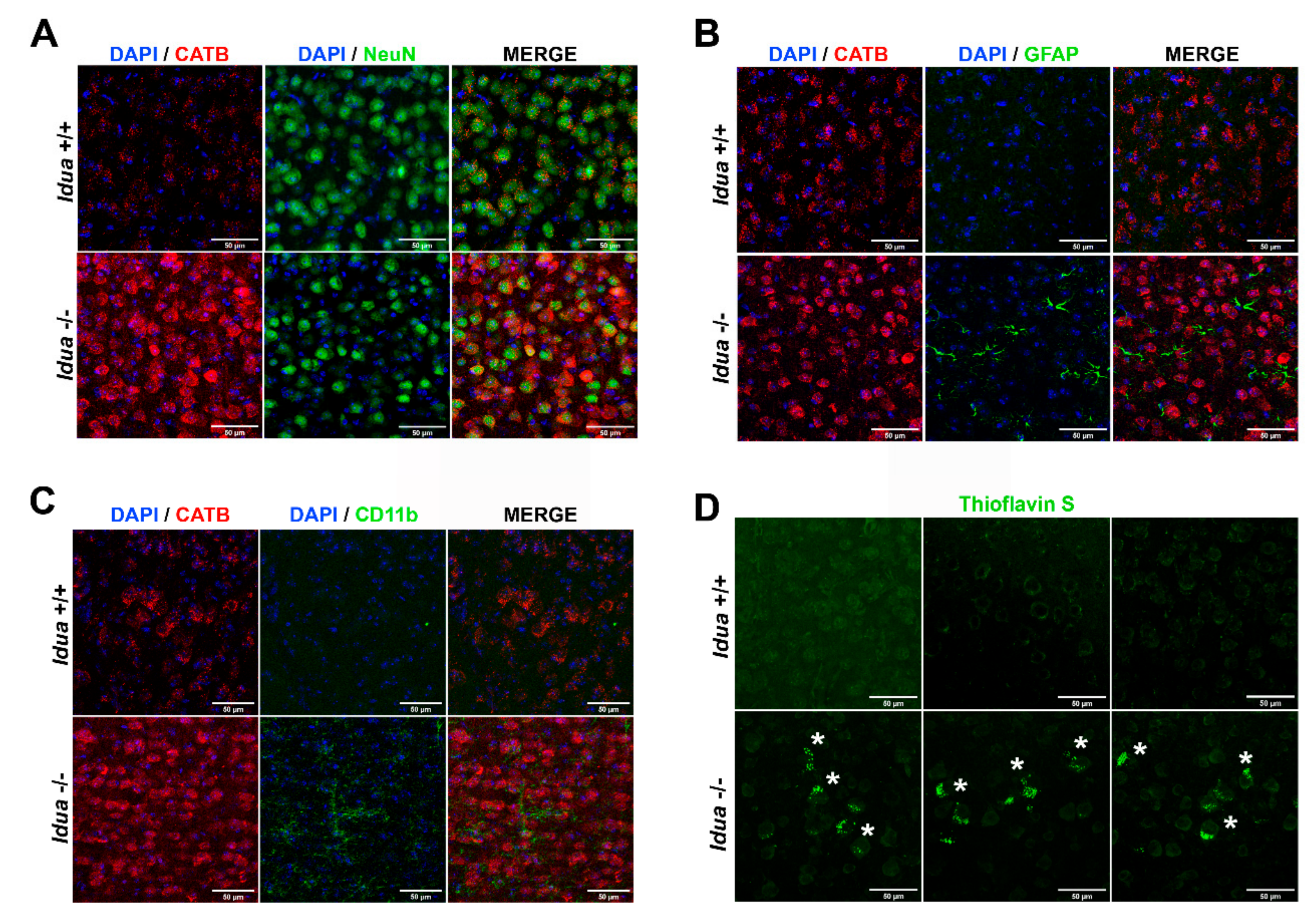 Ijms 21 01459 g003 Ijms 21 01459 g003