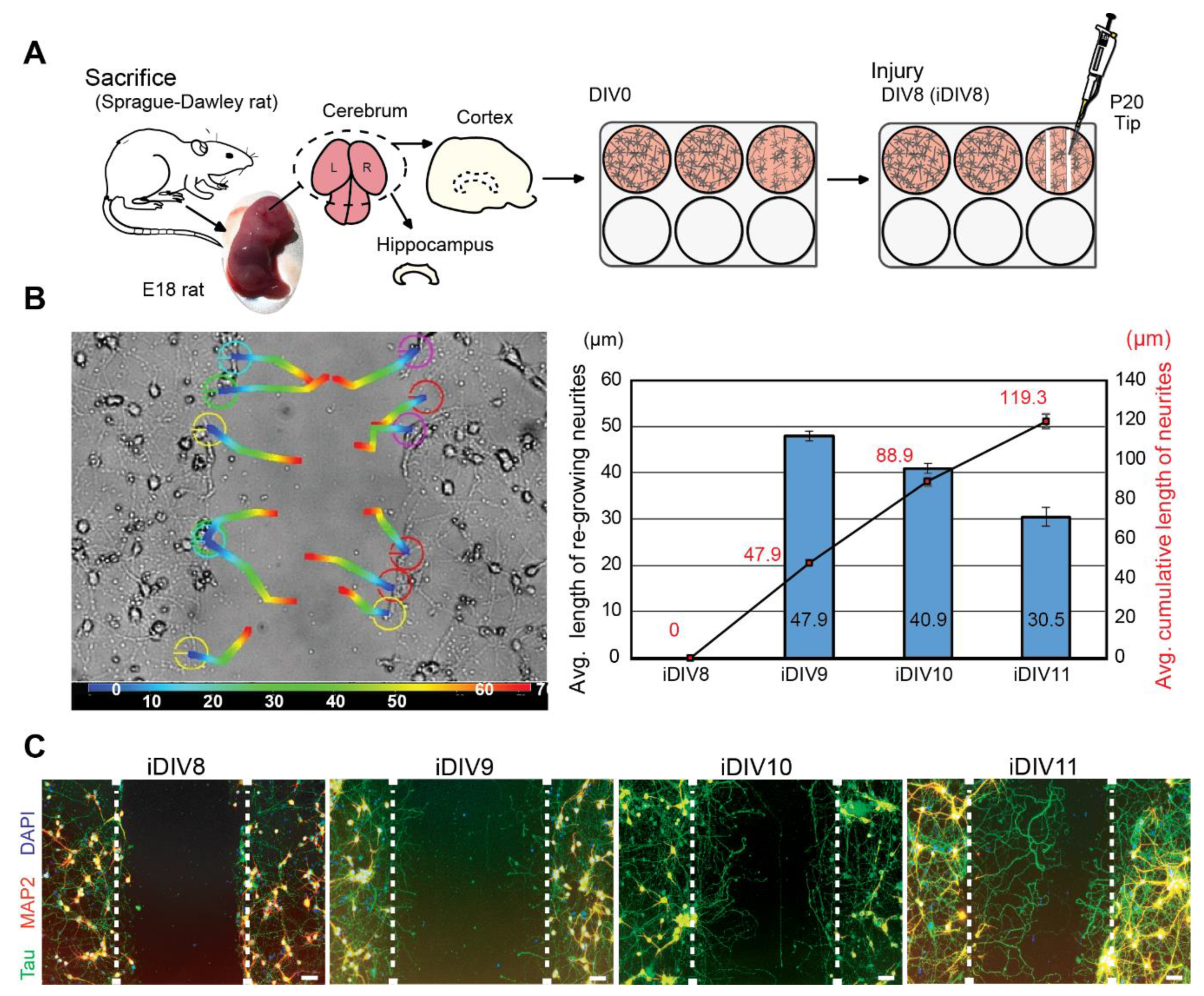 Ijms 21 01463 g001 Ijms 21 01463 g001