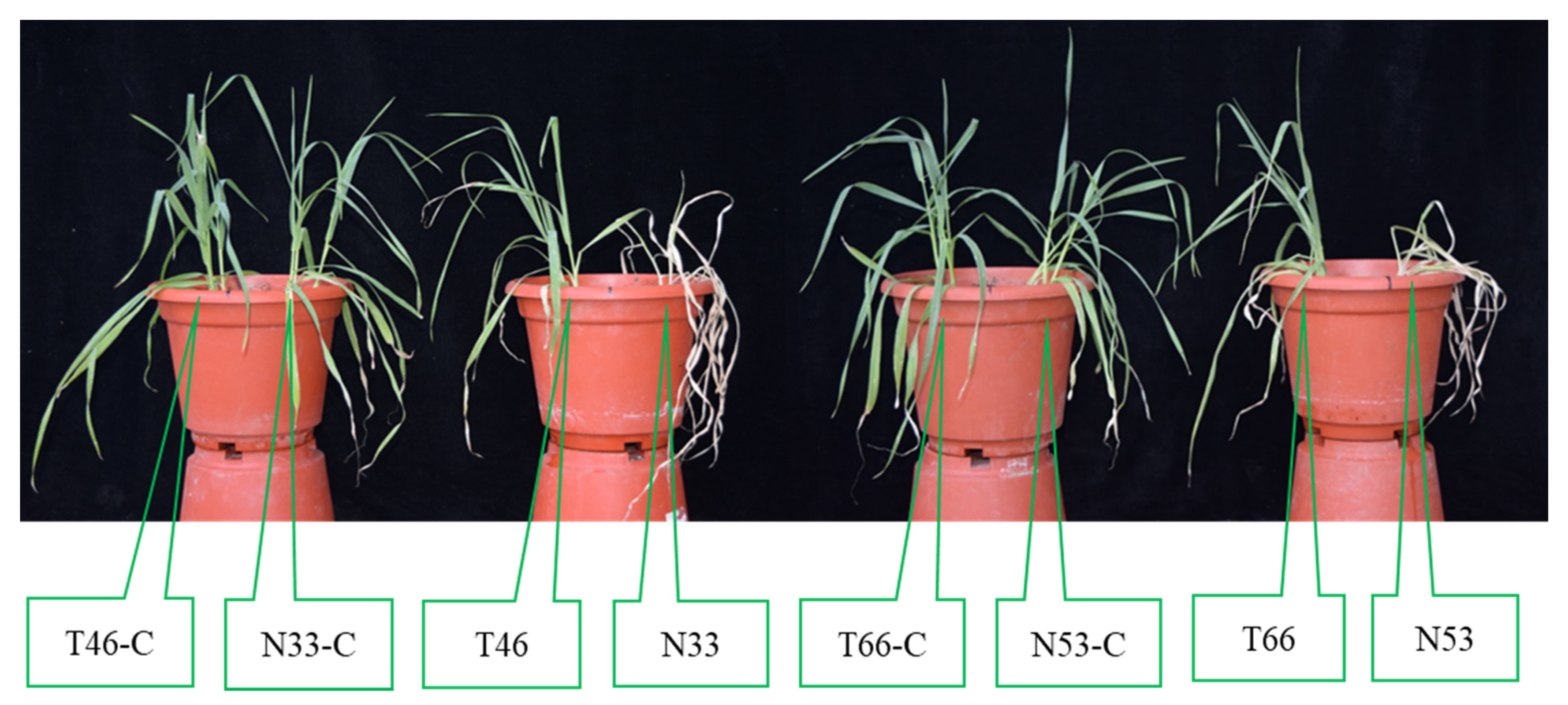 Ijms 21 01516 g002 Ijms 21 01516 g002