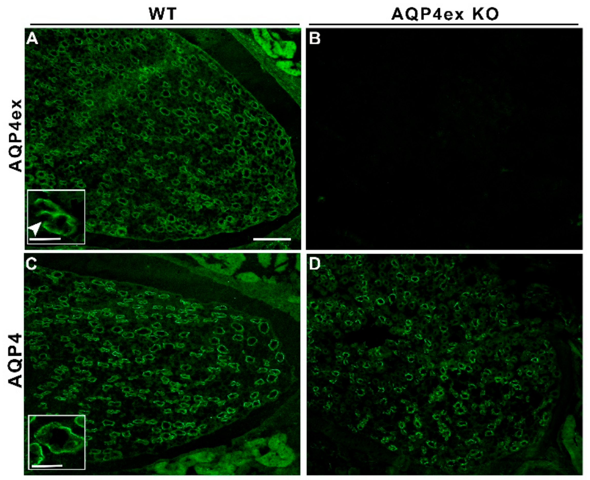 Ijms 21 01531 g001 Ijms 21 01531 g001