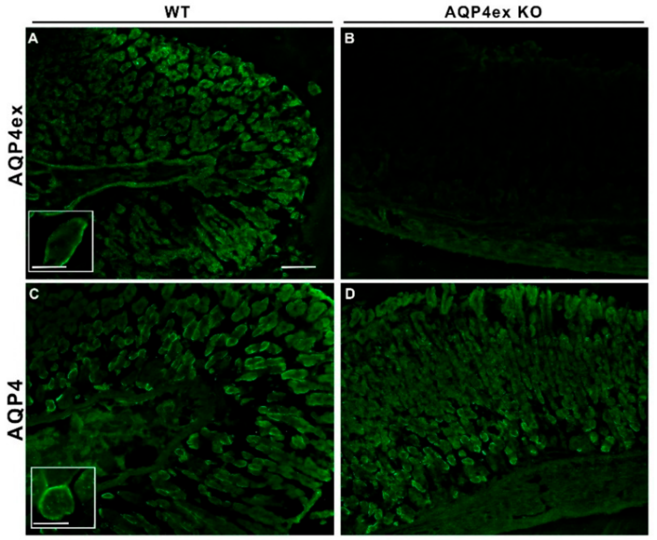 Ijms 21 01531 g002 Ijms 21 01531 g002