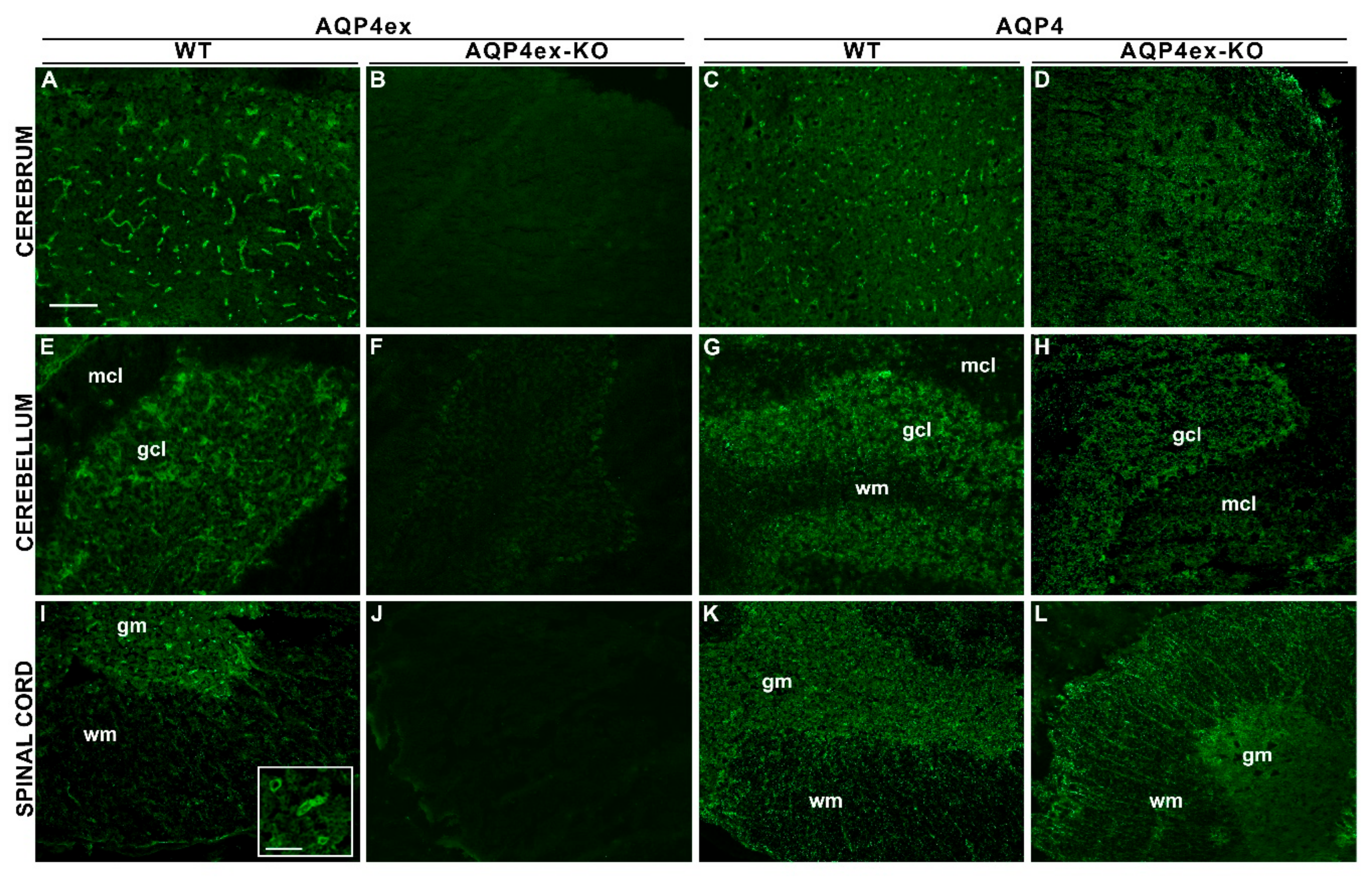 Ijms 21 01531 g005 Ijms 21 01531 g005