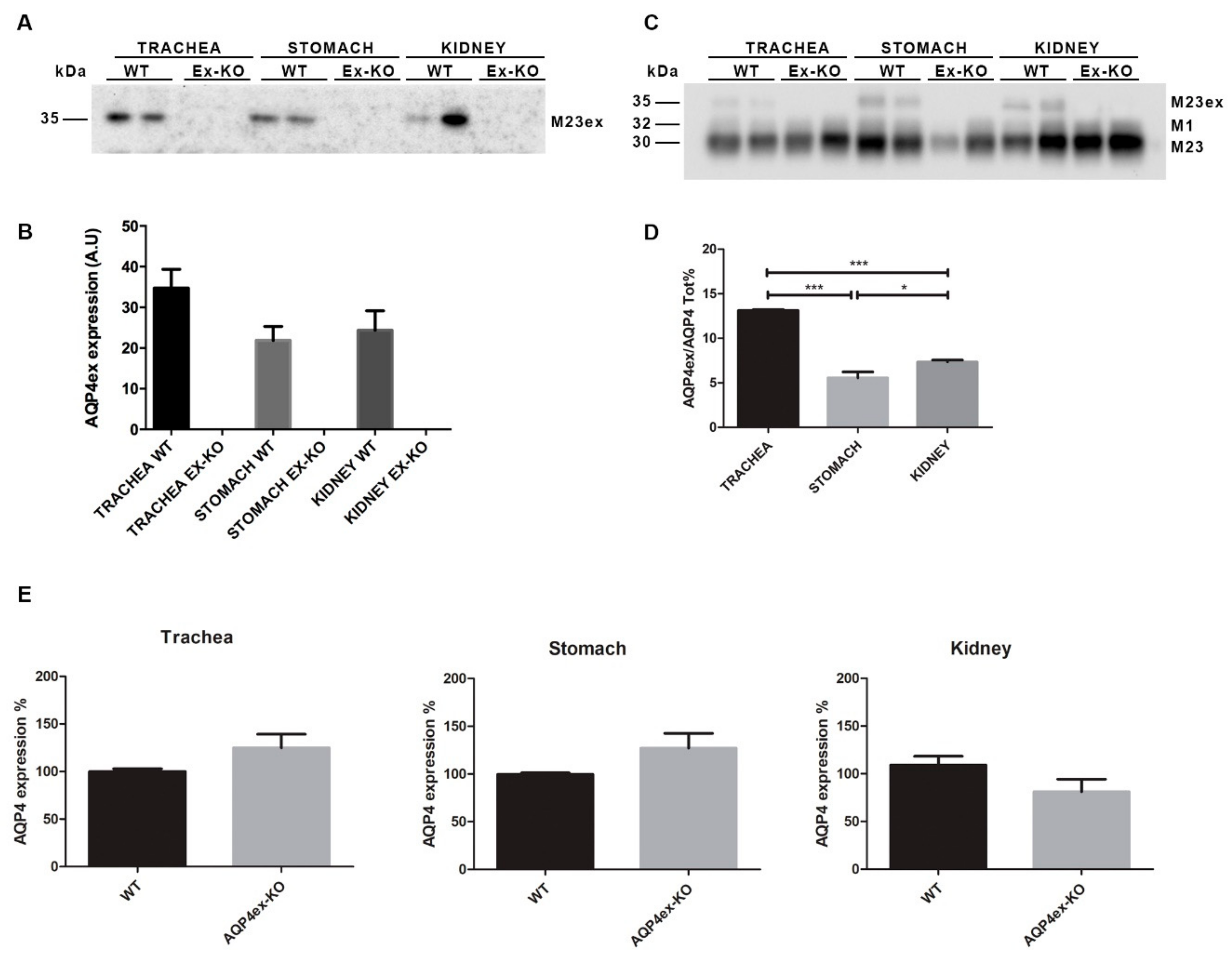 Ijms 21 01531 g006 Ijms 21 01531 g006