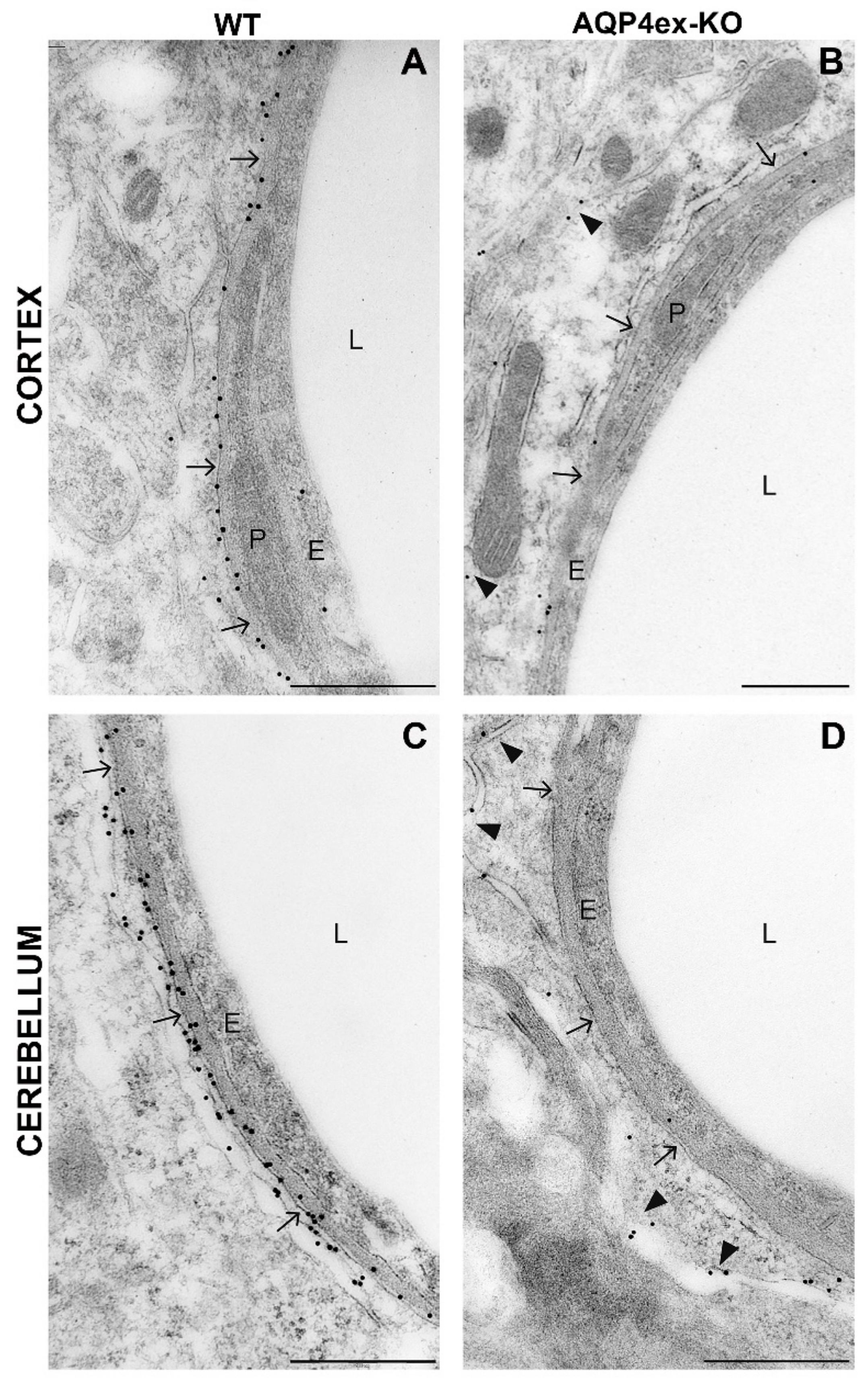 Ijms 21 01531 g008 Ijms 21 01531 g008