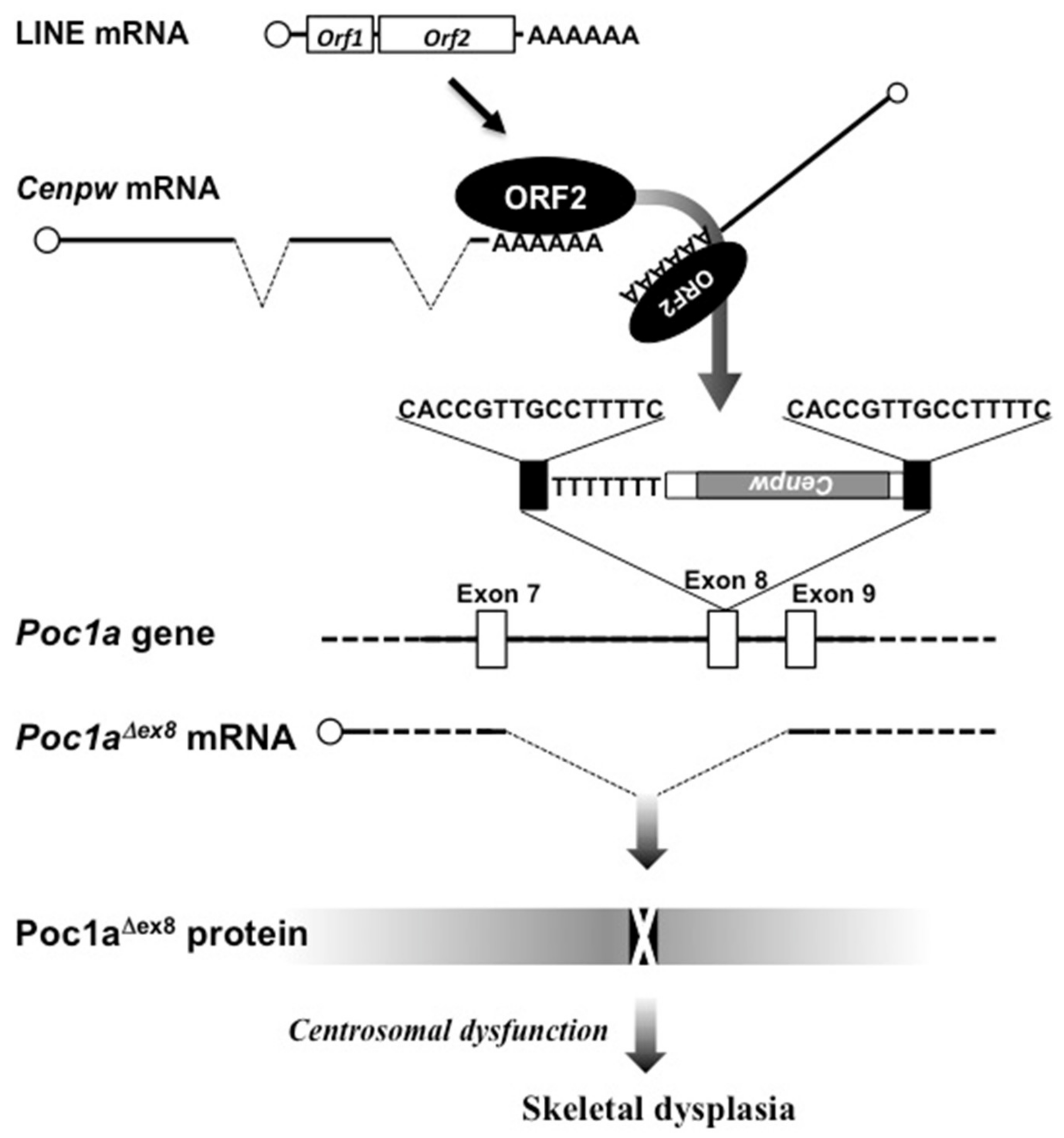 Ijms 21 01564 g003 Ijms 21 01564 g003