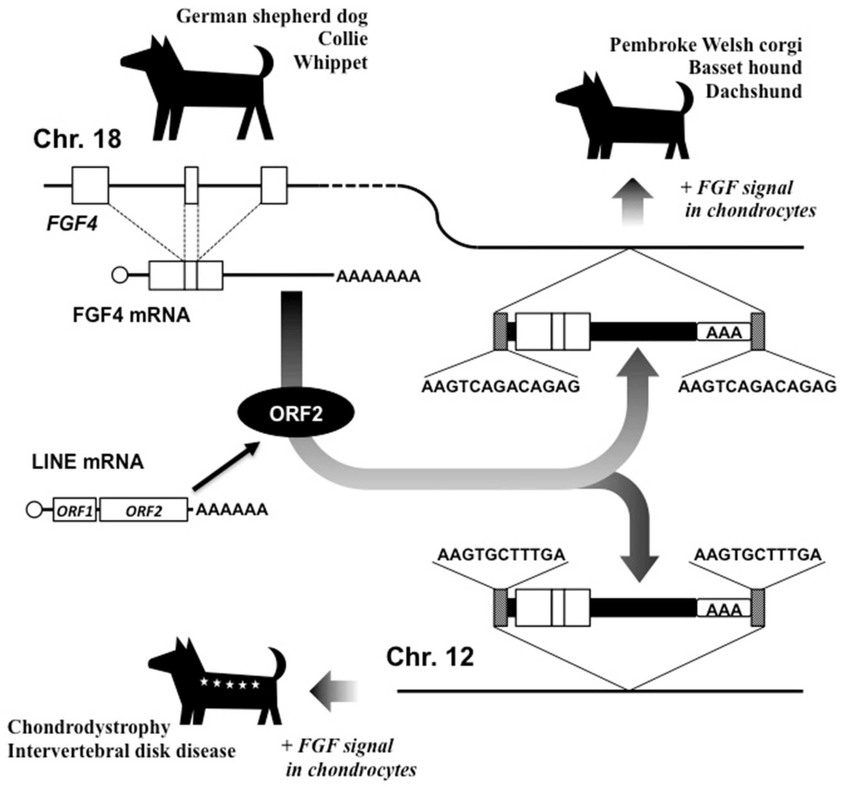 Ijms 21 01564 g004 Ijms 21 01564 g004