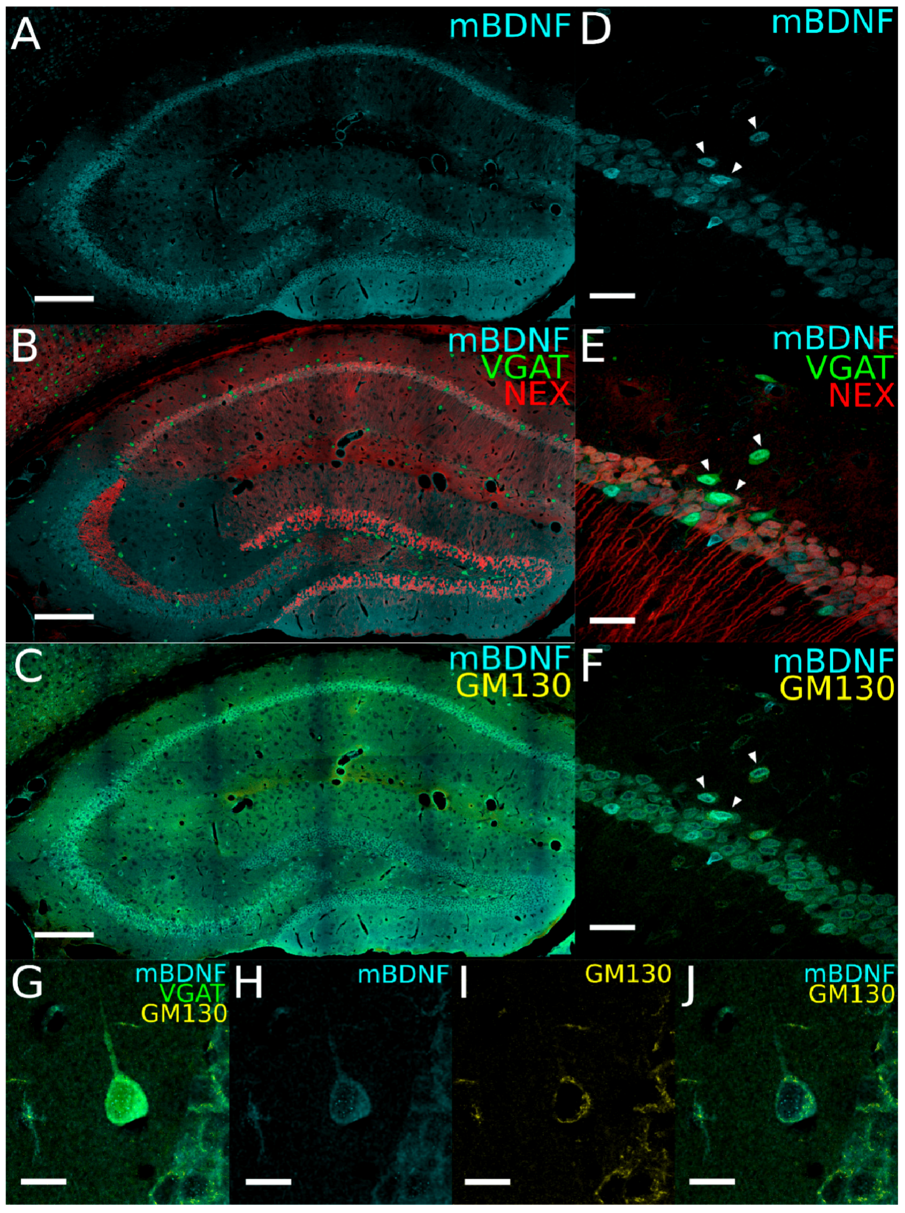 Ijms 21 01567 g002 Ijms 21 01567 g002