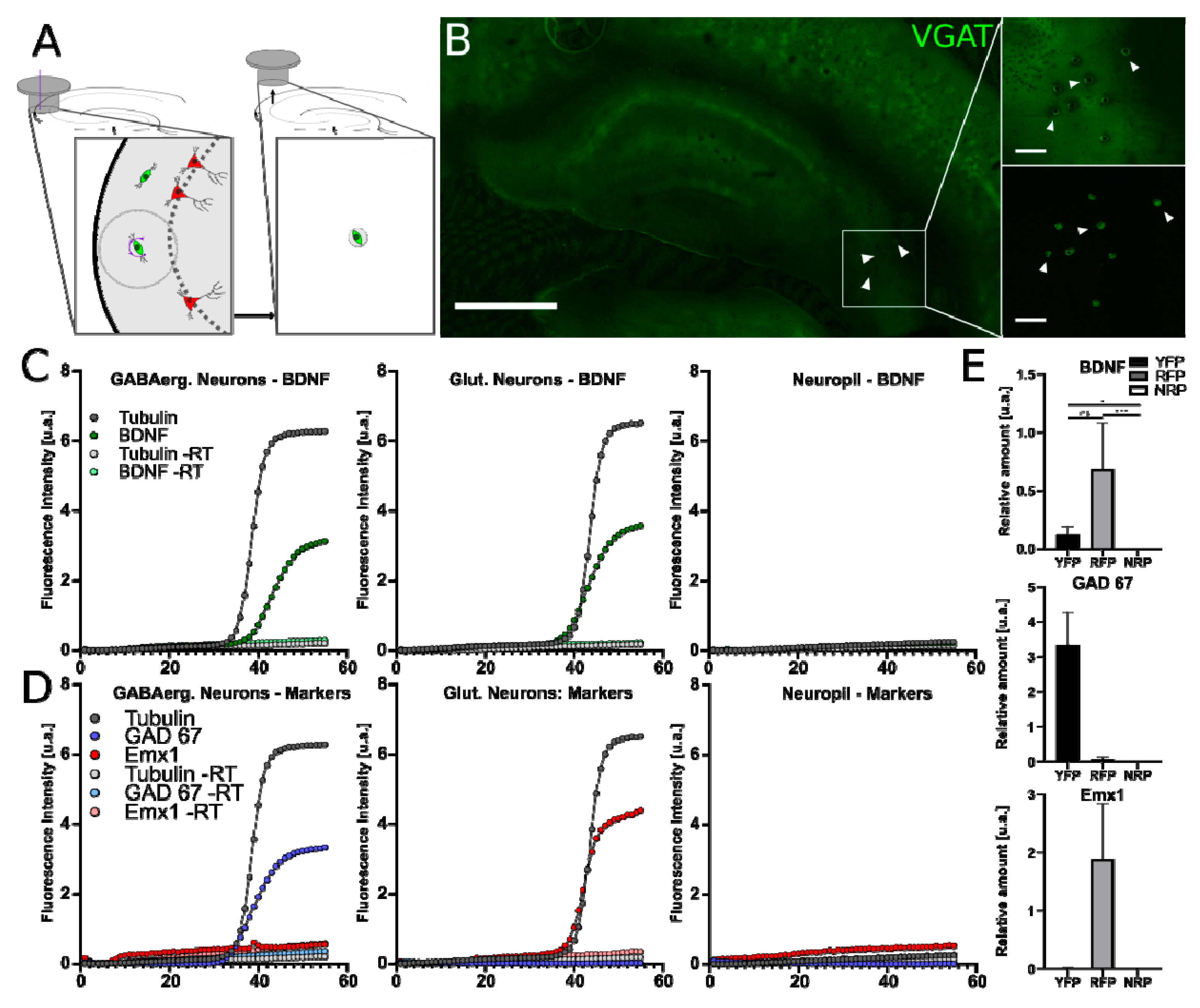 Ijms 21 01567 g005 Ijms 21 01567 g005