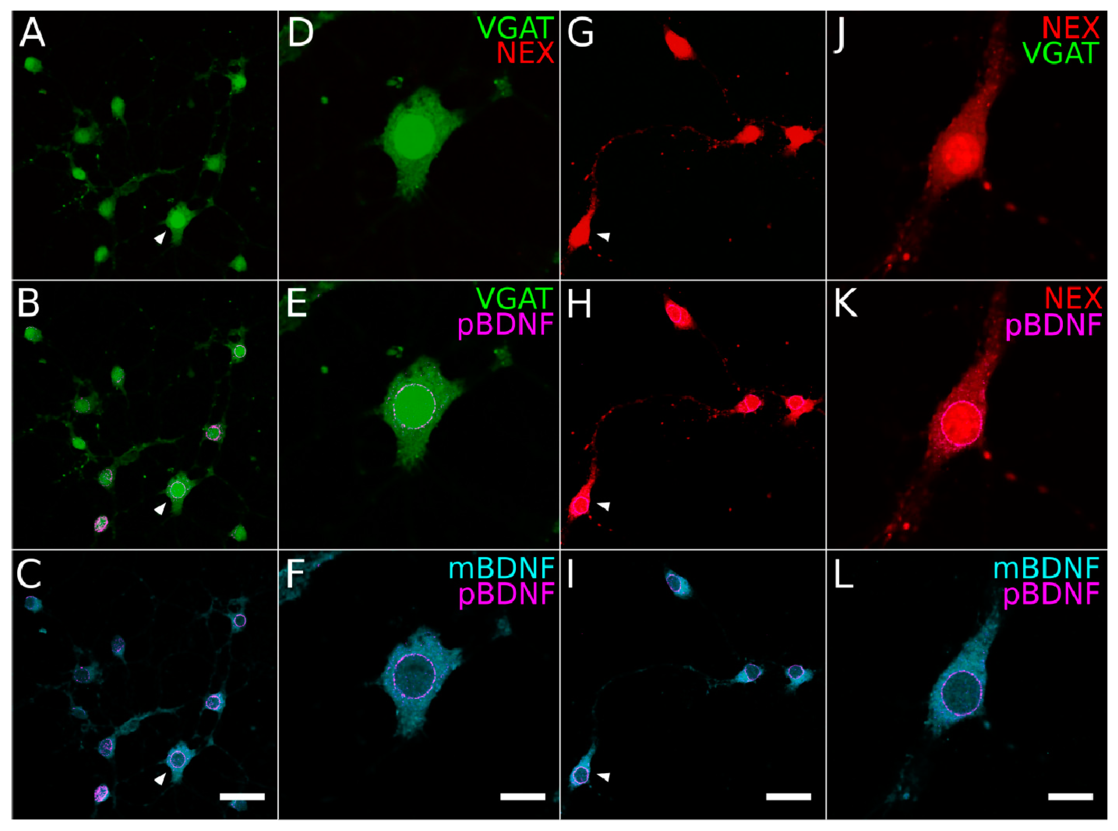 Ijms 21 01567 g006 Ijms 21 01567 g006