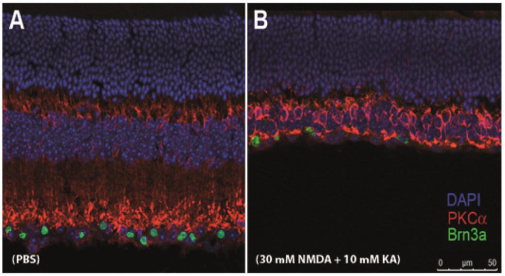 Ijms 21 01570 g005 Ijms 21 01570 g005