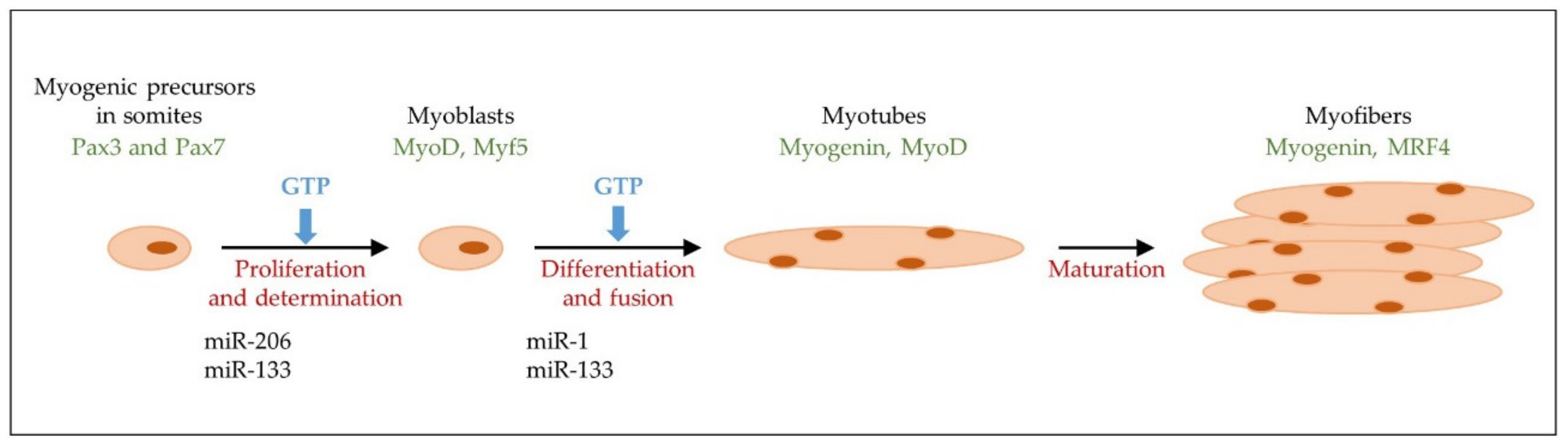 Ijms 21 01591 g002 Ijms 21 01591 g002