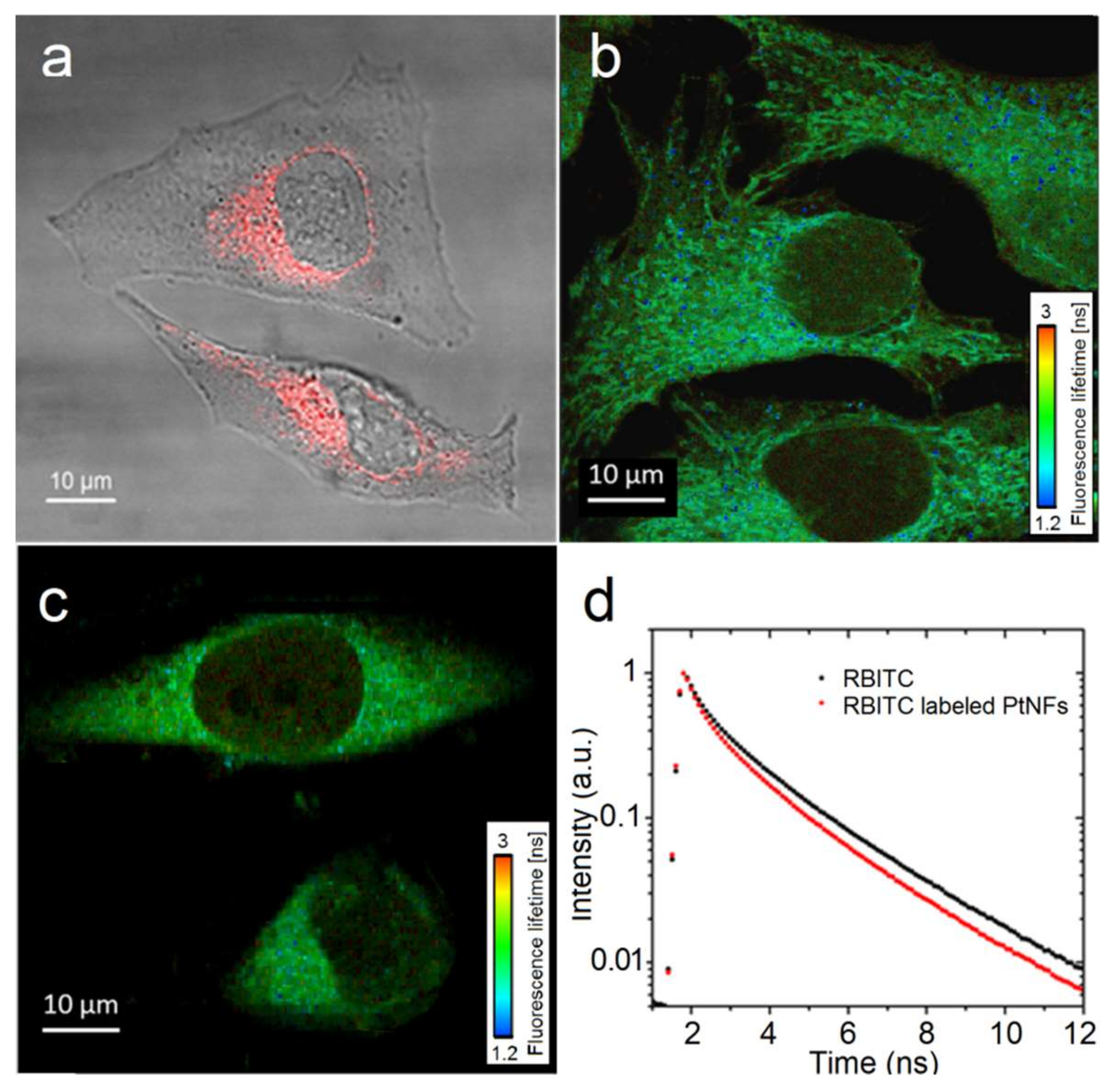 Ijms 21 01619 g007 Ijms 21 01619 g007