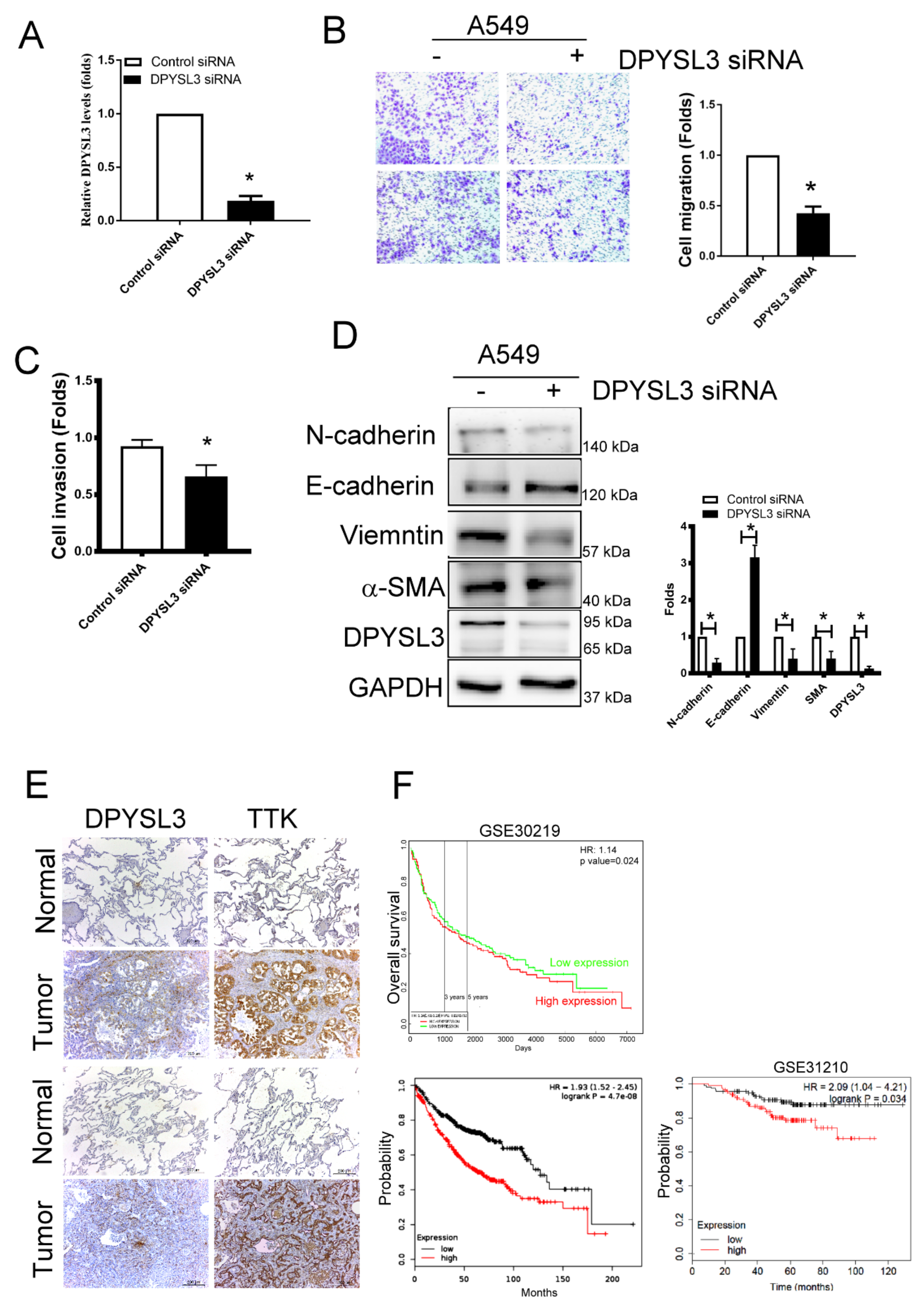 Ijms 21 01640 g006 Ijms 21 01640 g006