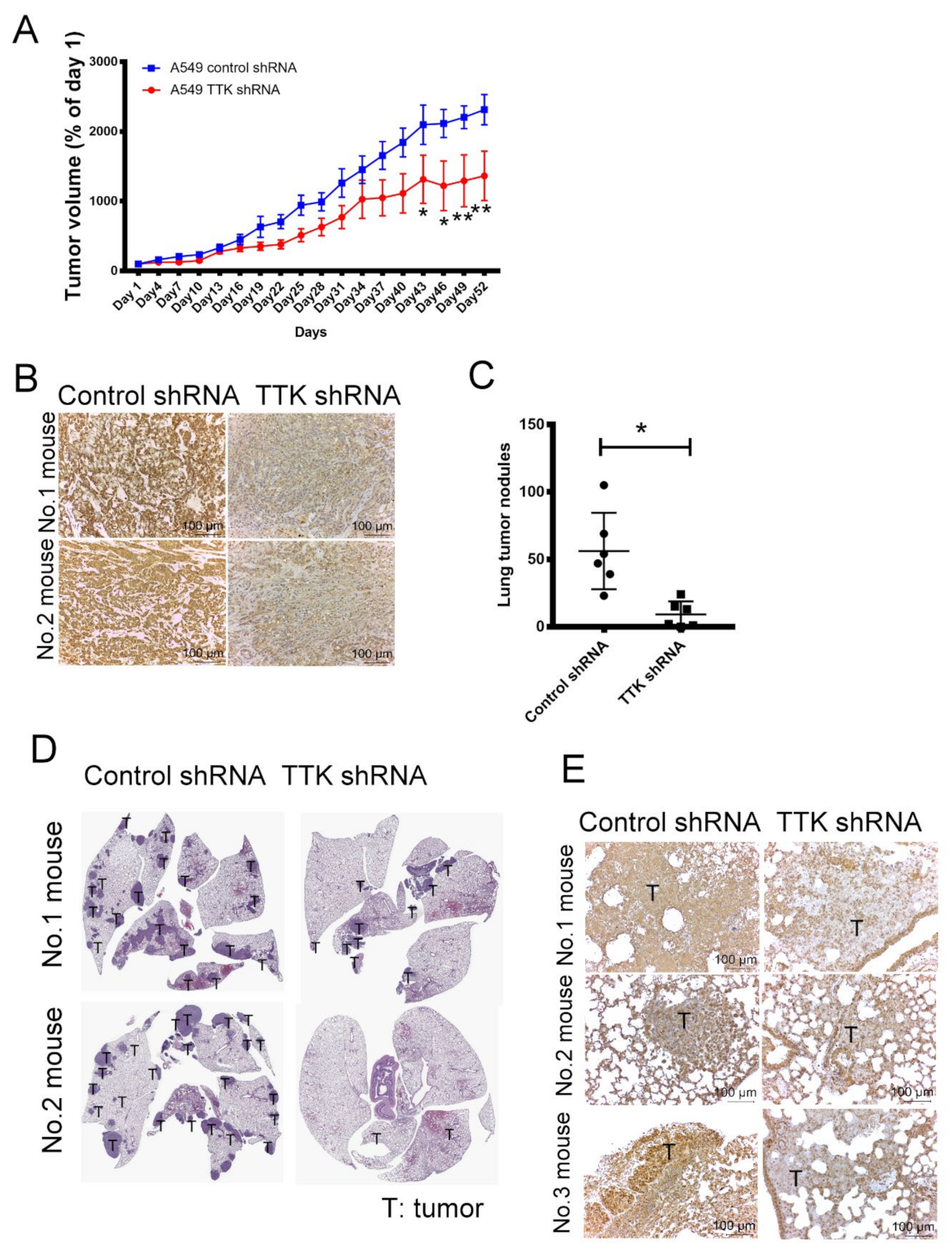 Ijms 21 01640 g007 Ijms 21 01640 g007
