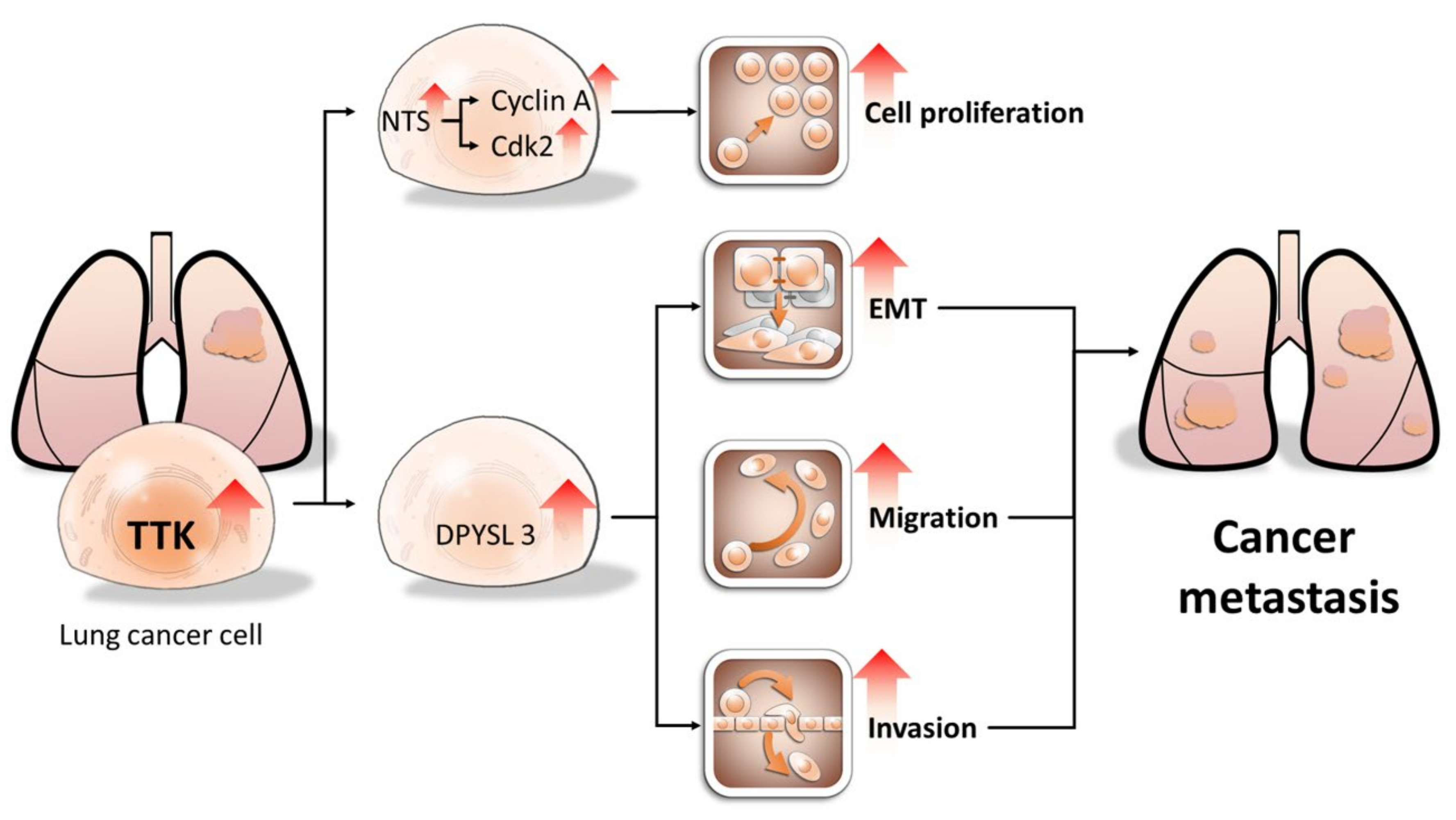 Ijms 21 01640 g008 Ijms 21 01640 g008