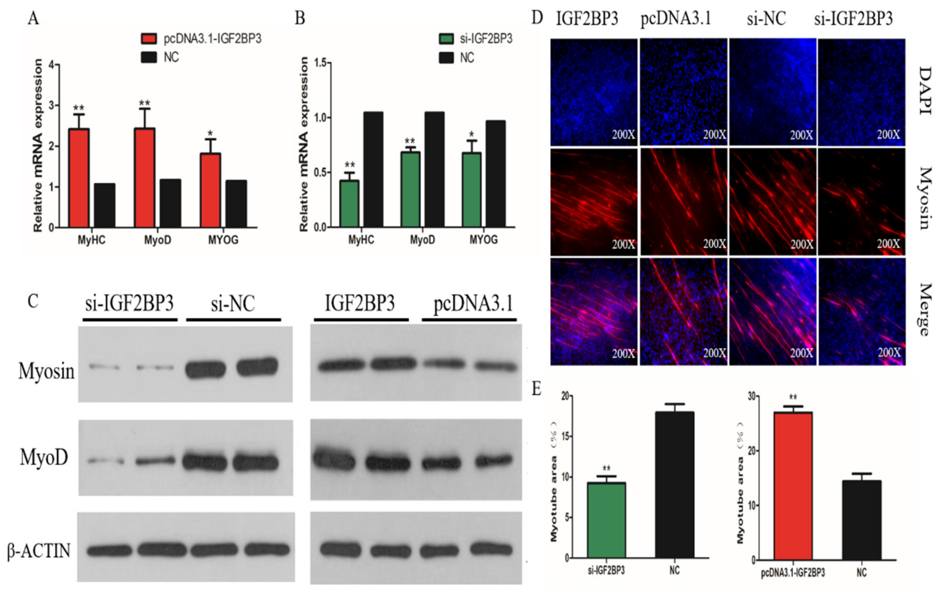 Ijms 21 01655 g006 Ijms 21 01655 g006
