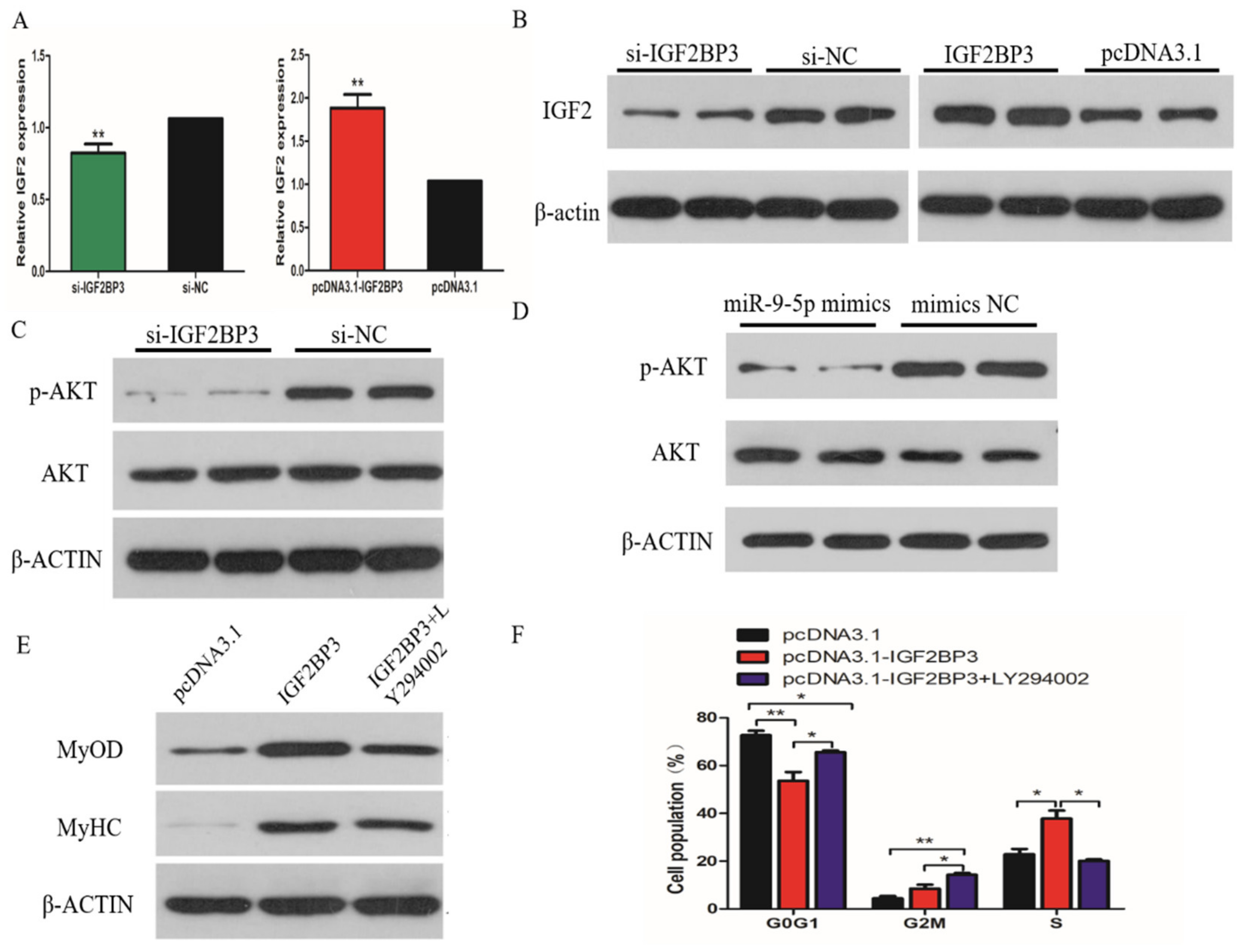 Ijms 21 01655 g007 Ijms 21 01655 g007