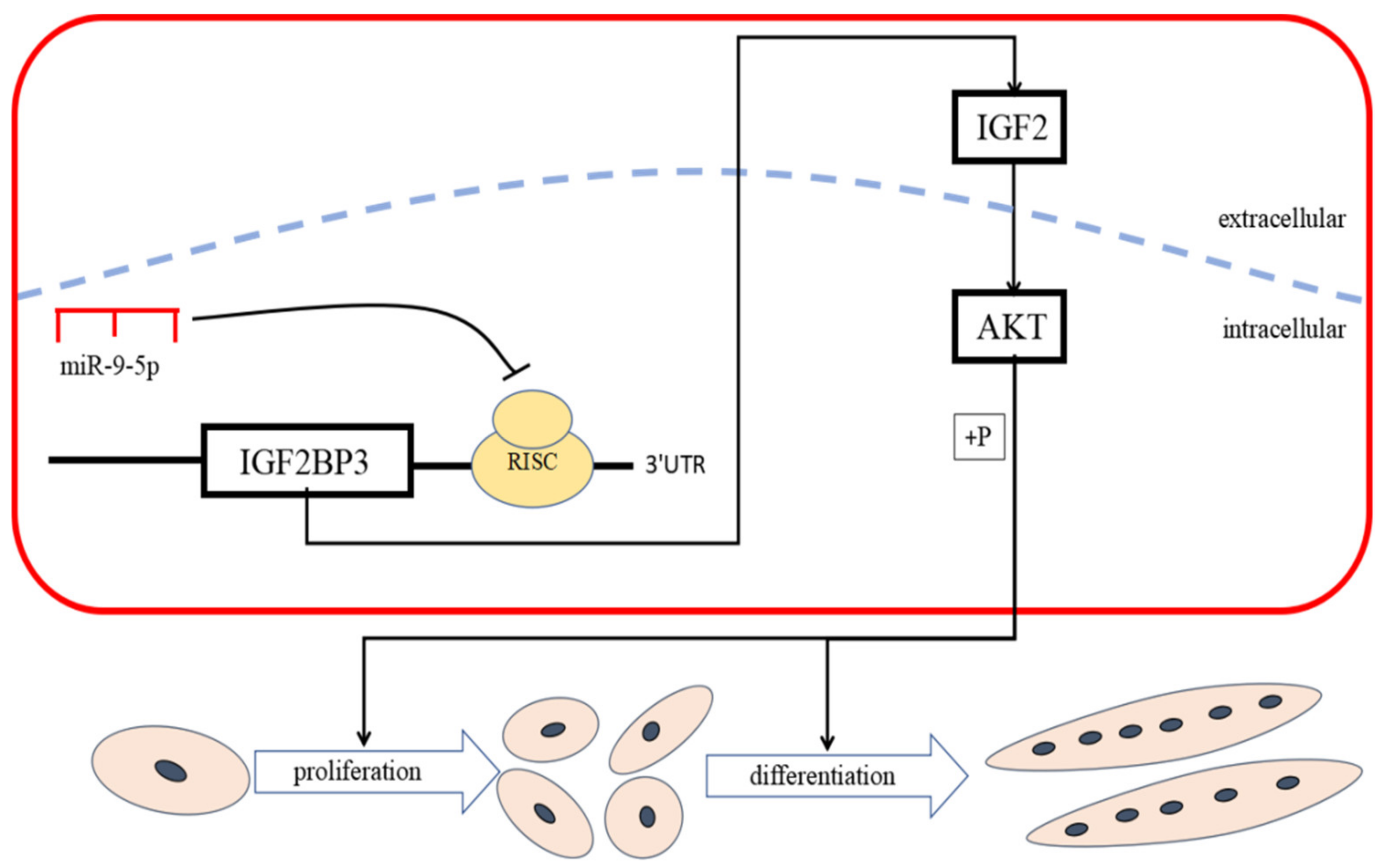 Ijms 21 01655 g008 Ijms 21 01655 g008