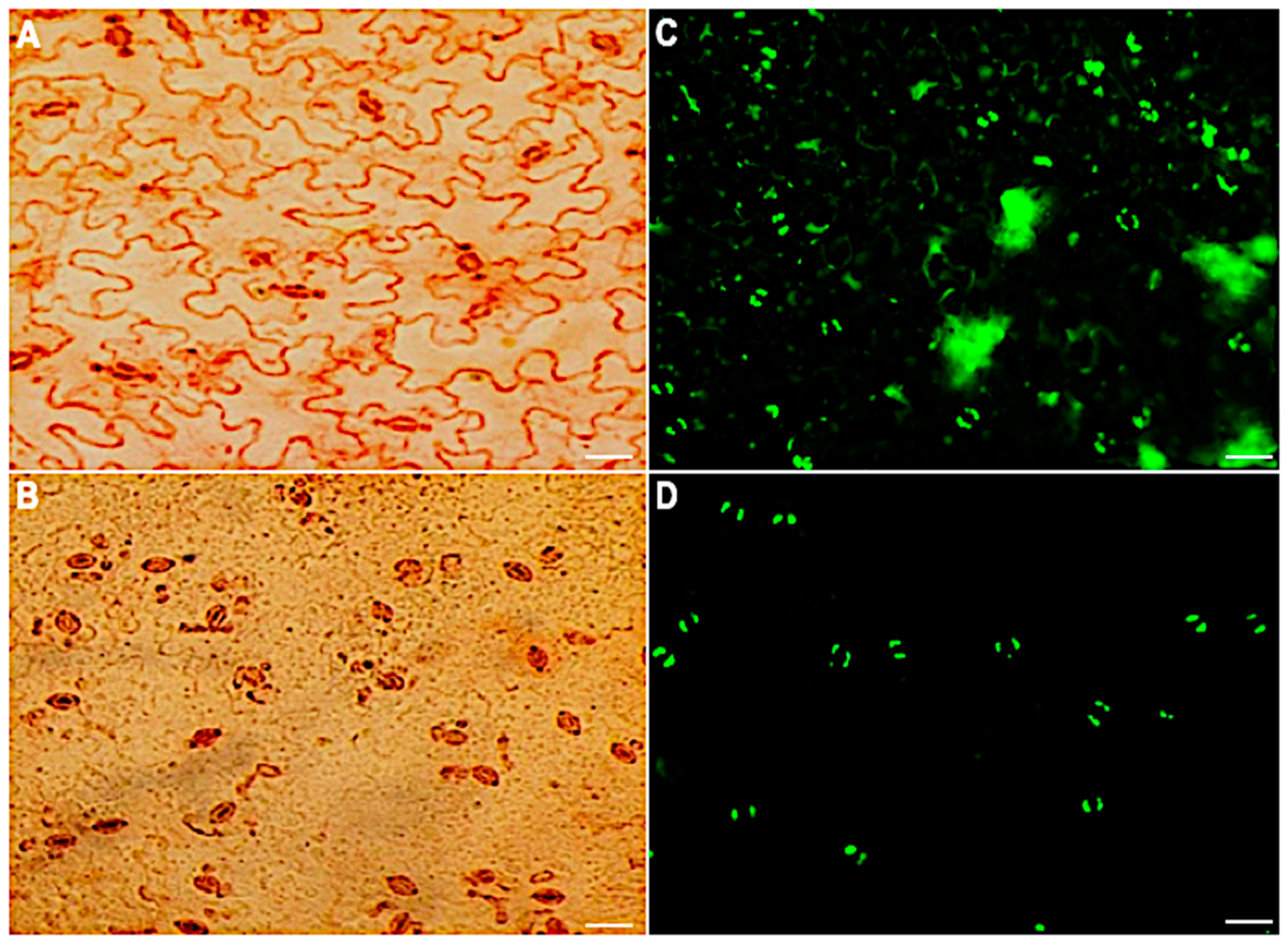 Ijms 21 01688 g001 Ijms 21 01688 g001