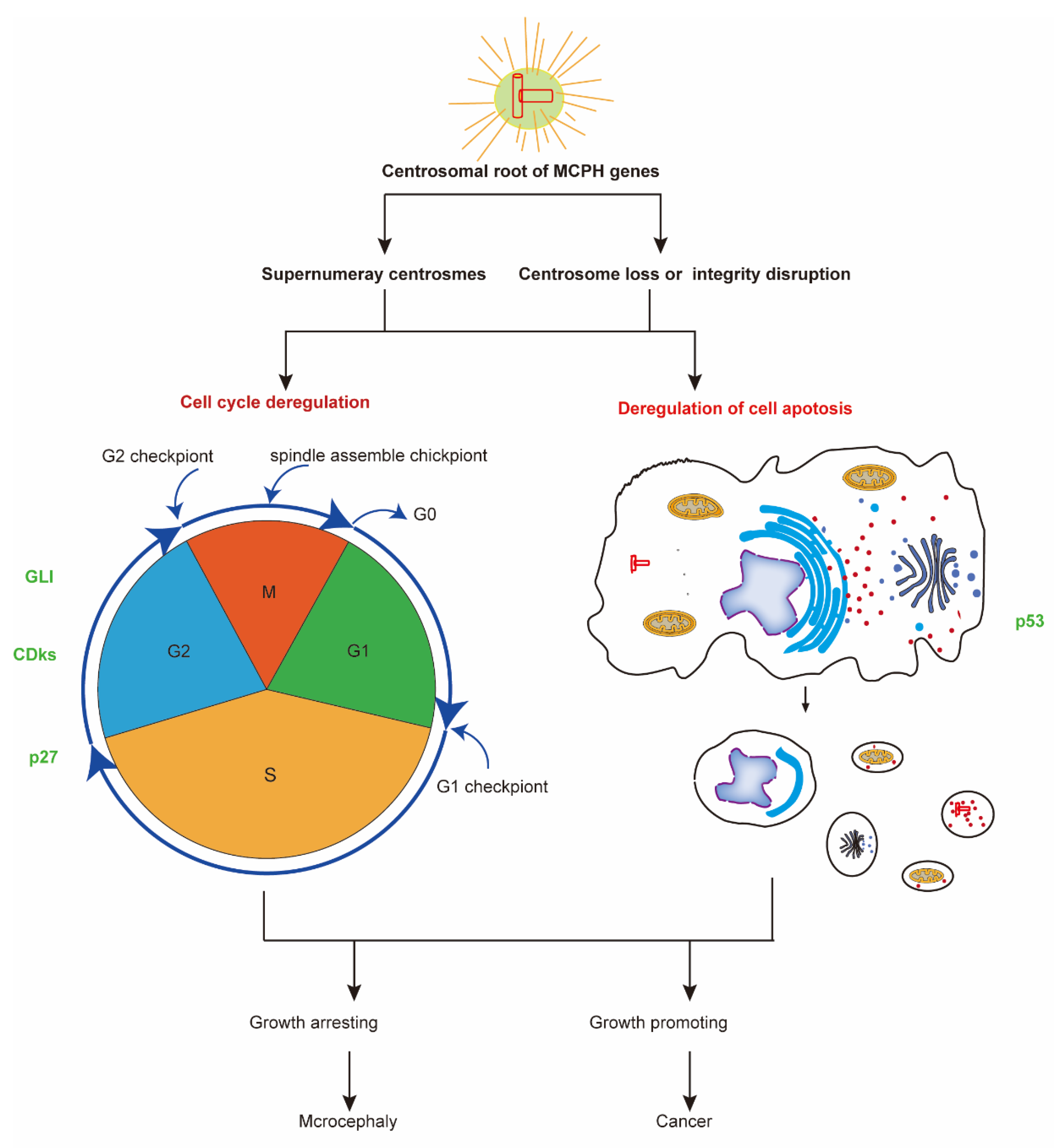 Ijms 21 01691 g003 Ijms 21 01691 g003